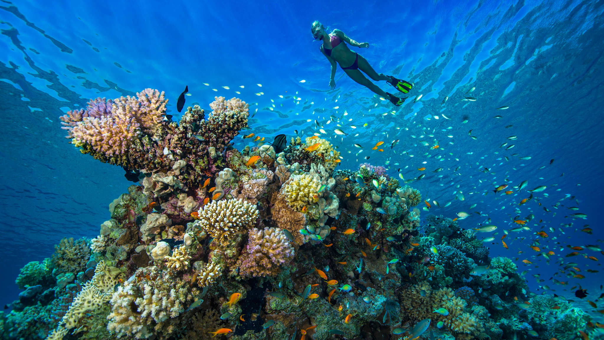 Eine junge Frau schnorchelt im roten Meer.