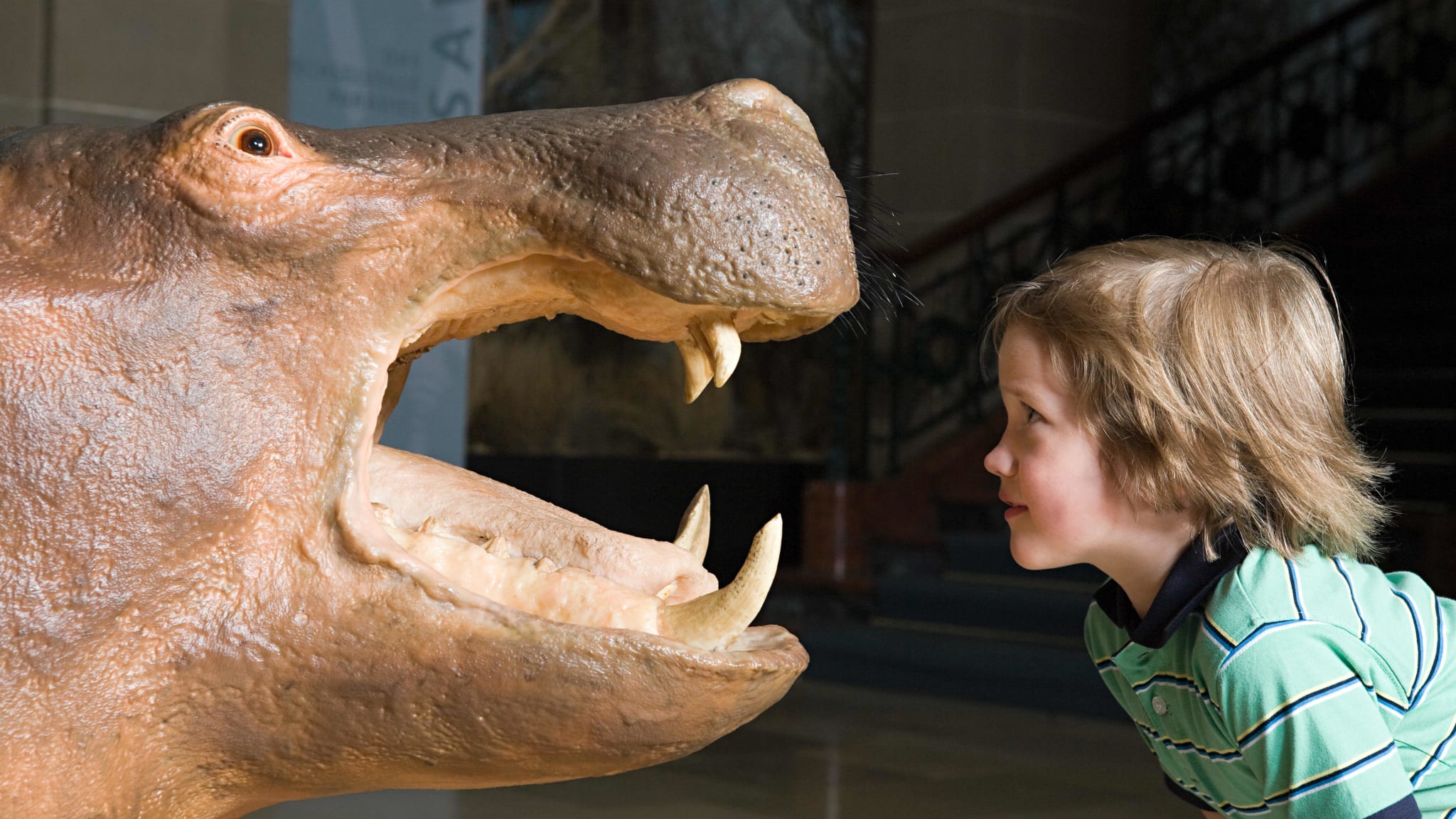 Kind schaut zu einem Nilpferd in einem Museum.