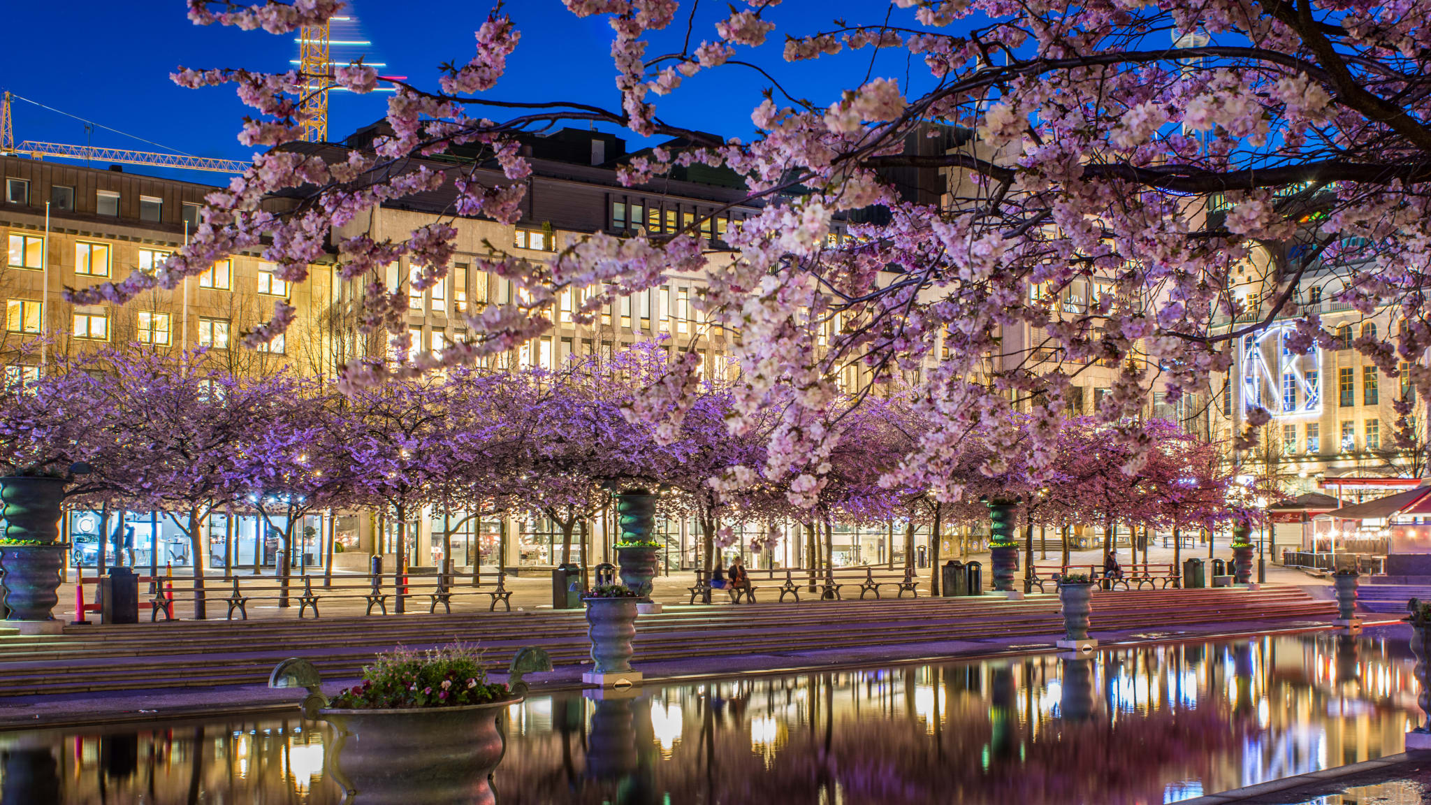 Ein großer Brunnen bei Nacht umgeben von lila blühenden Bäumen
