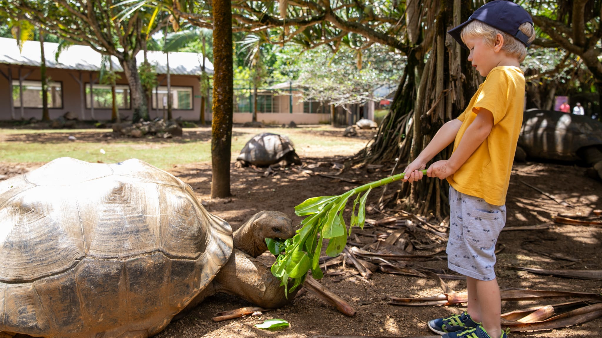 Eine Riesenschildkröte wird im Naturpark La Vanille auf Mauritius gefüttert. © Astrid Därr