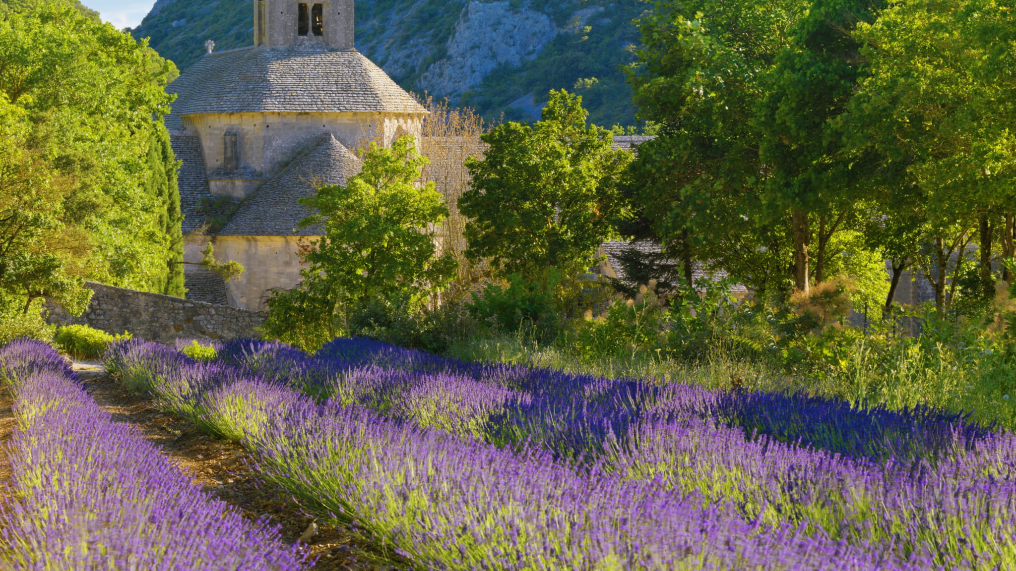 Lavendel vor einer Abtei in Sénanque, Provence, Frankreich