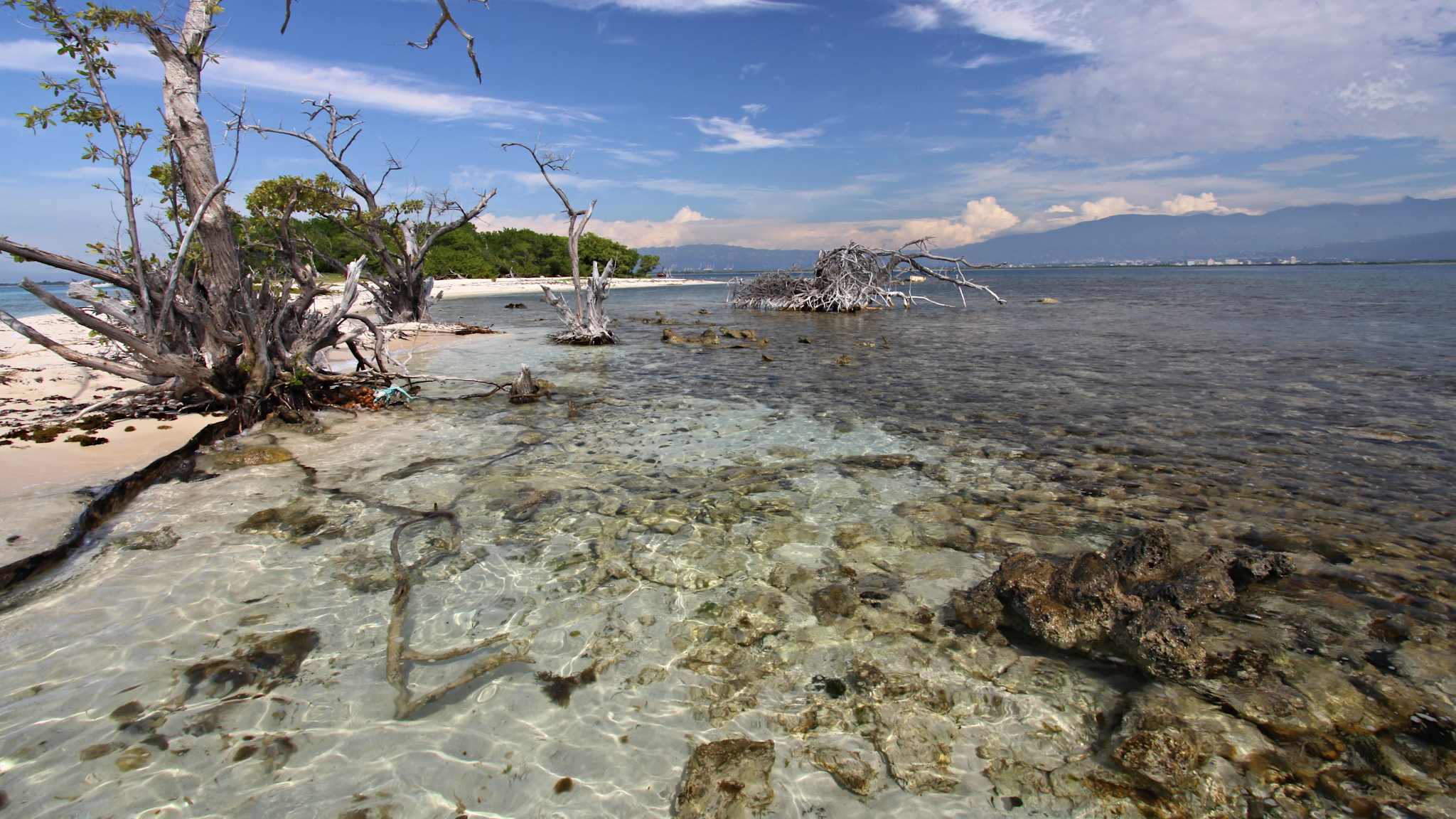 Bäume in einem Gewässer mit einer Insel im Hintergrund