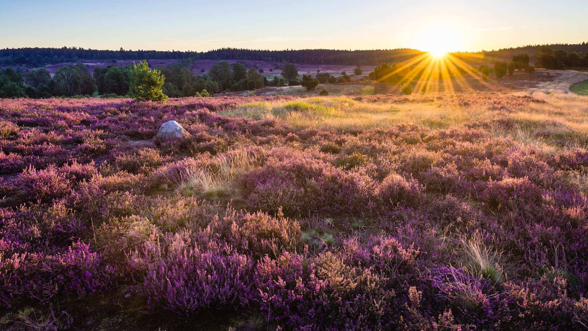 Sonnenaufgang über der Lüneburger Heide während der Heideblüte