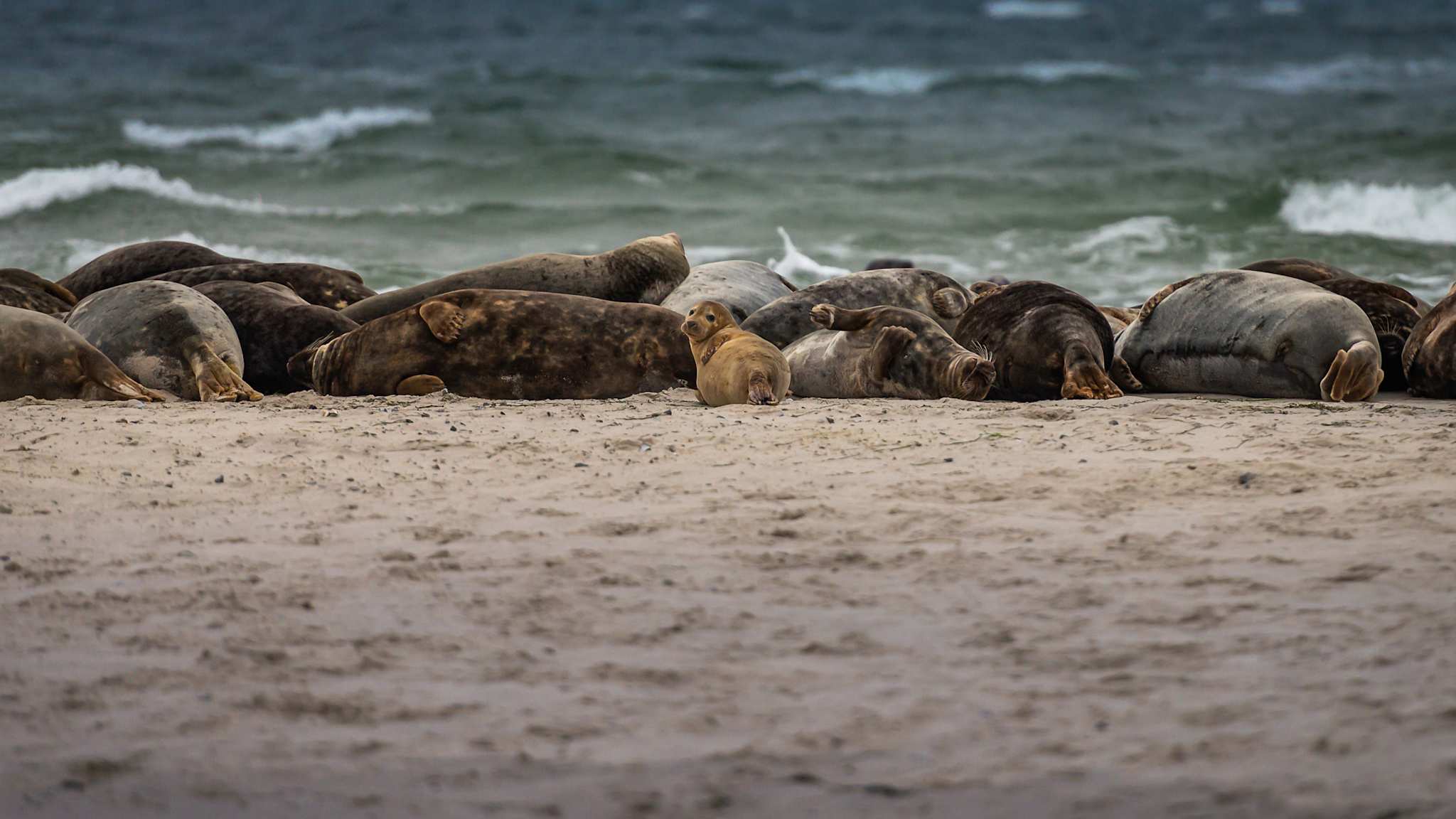 Robben an einem Strand