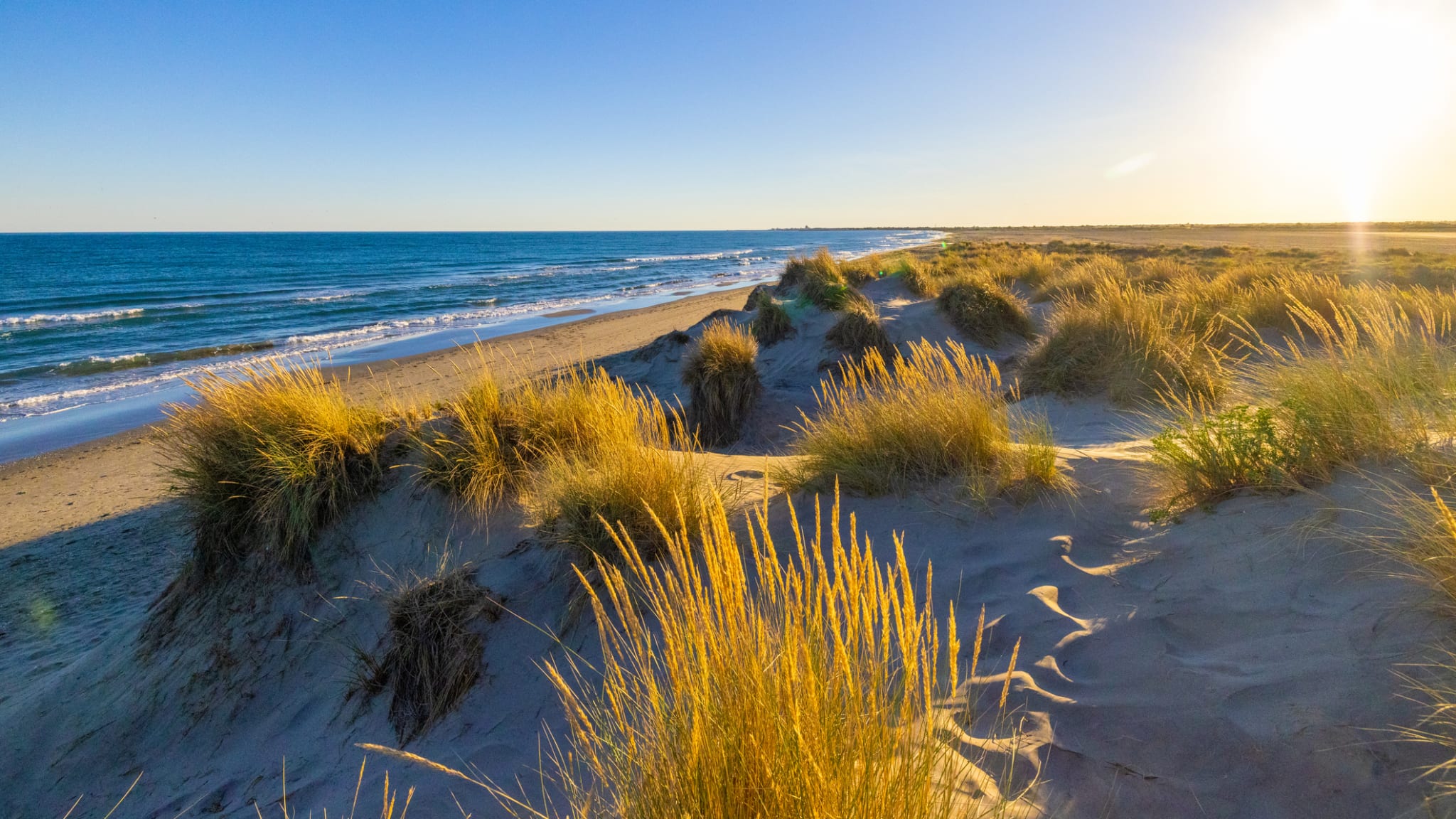 Marramgras wächst am Meeresufer am Strand. © SimonSkafar/iStock / Getty Images Plus via Getty Images