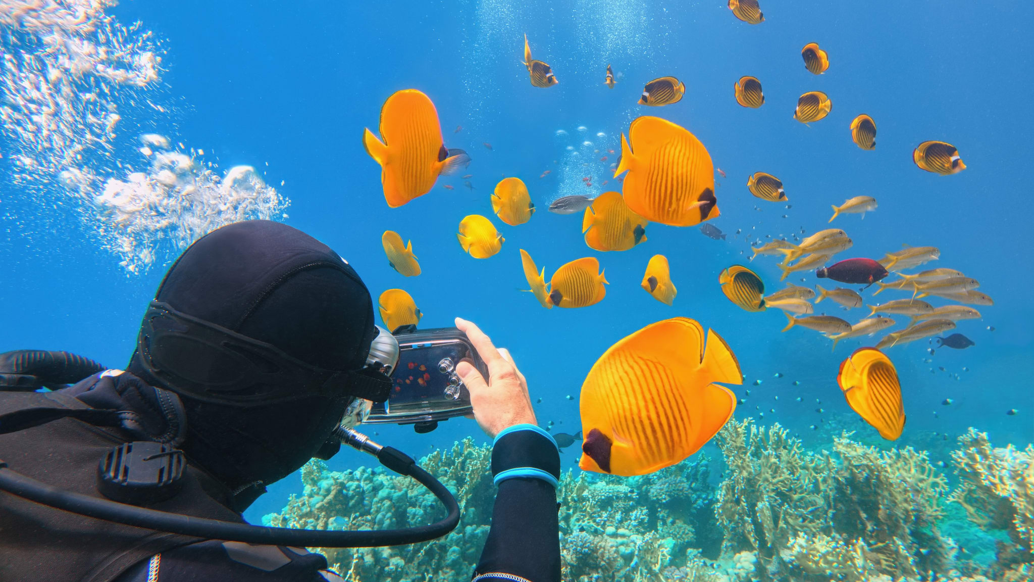 Ein Taucher fotografiert farbenfrohe Fische