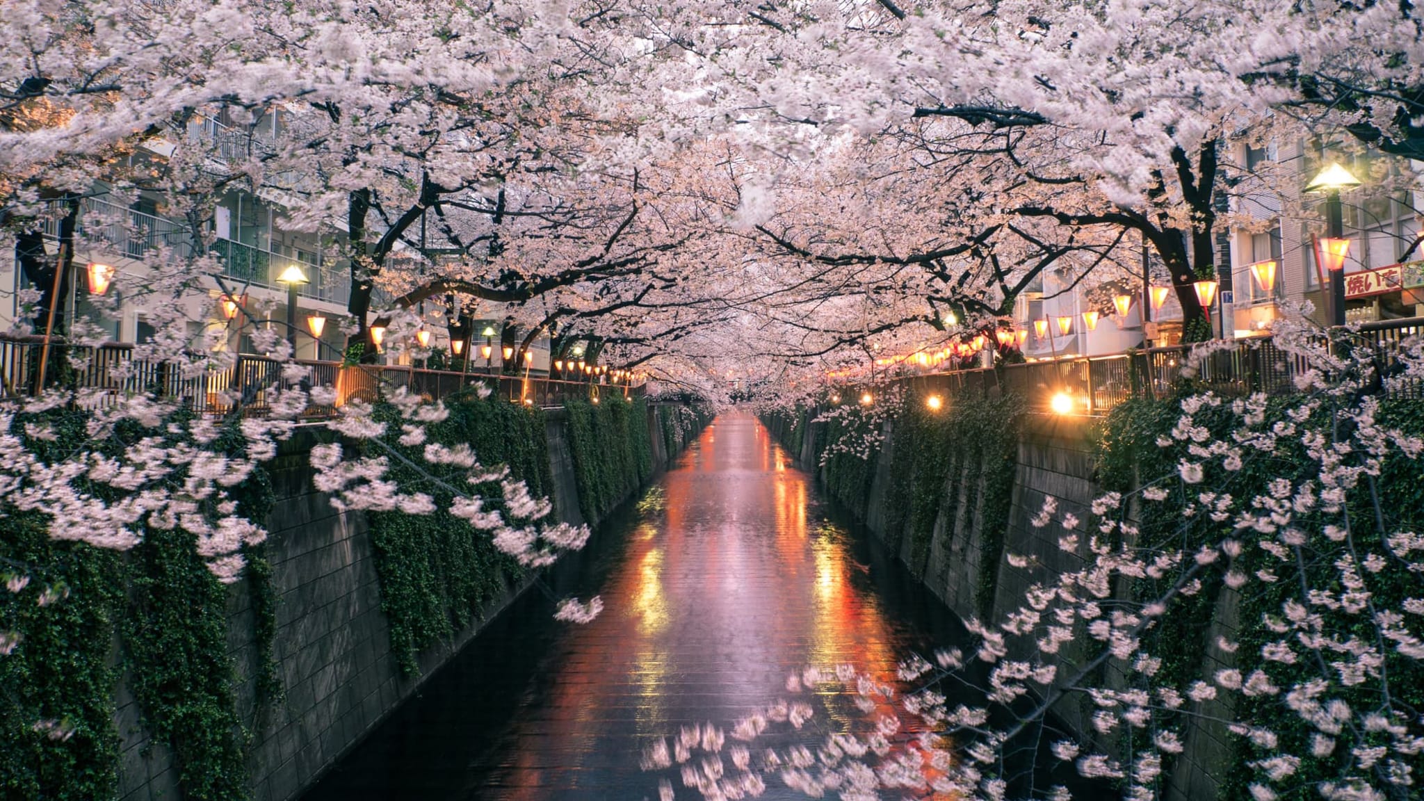 Meguro Fluss während der Kirschblütenzeit in Tokio, Japan.