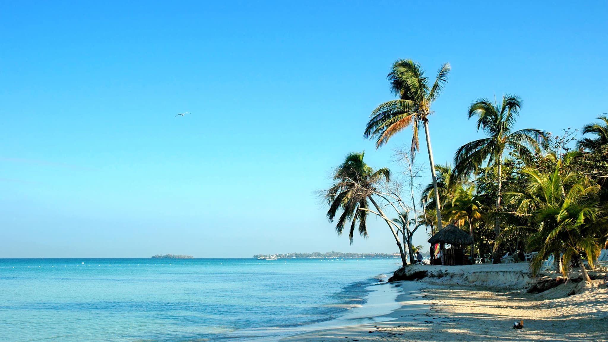 Ein Strand mit Palmen.