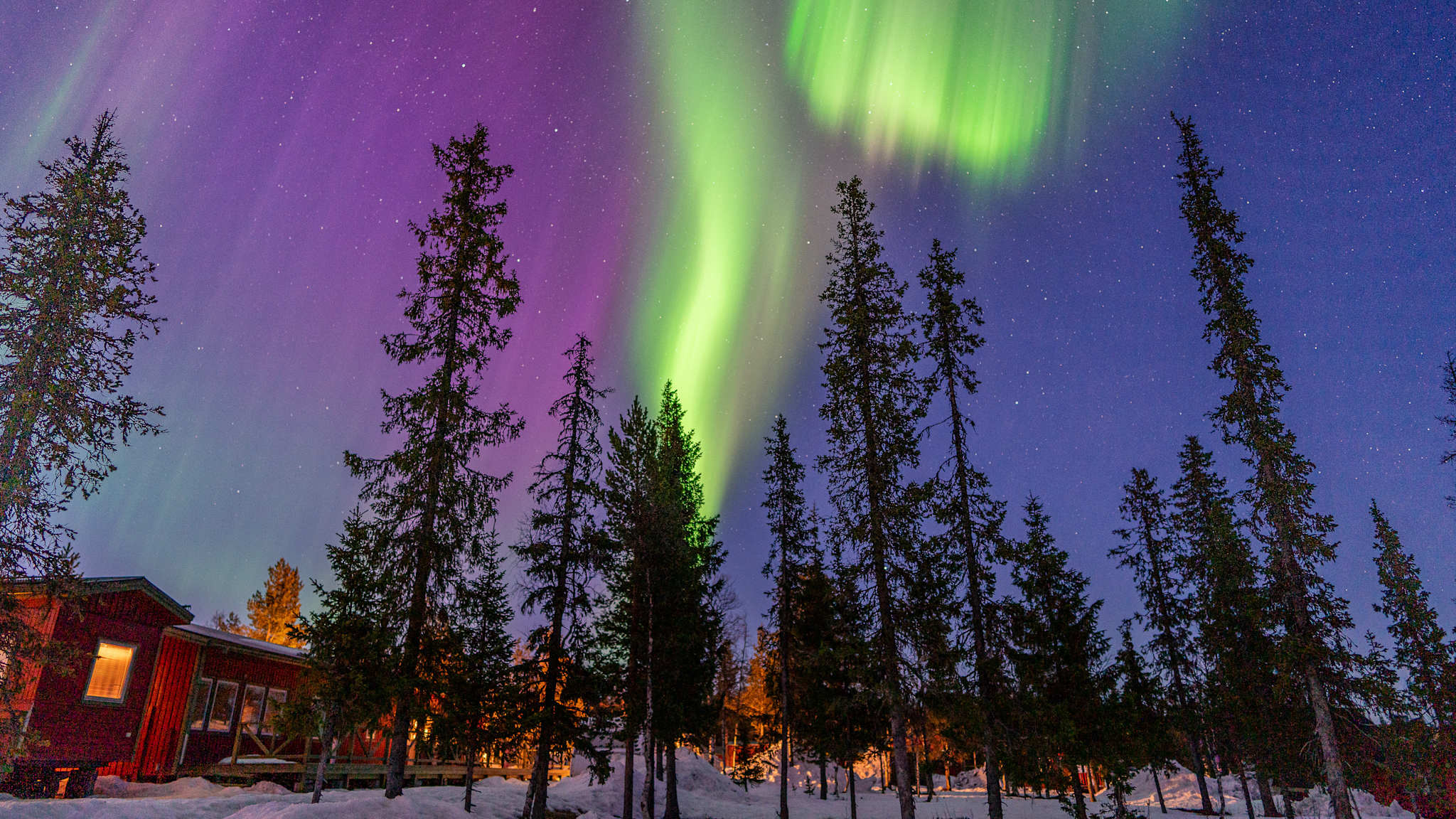 Nordlichter über einem kleinen Waldstück