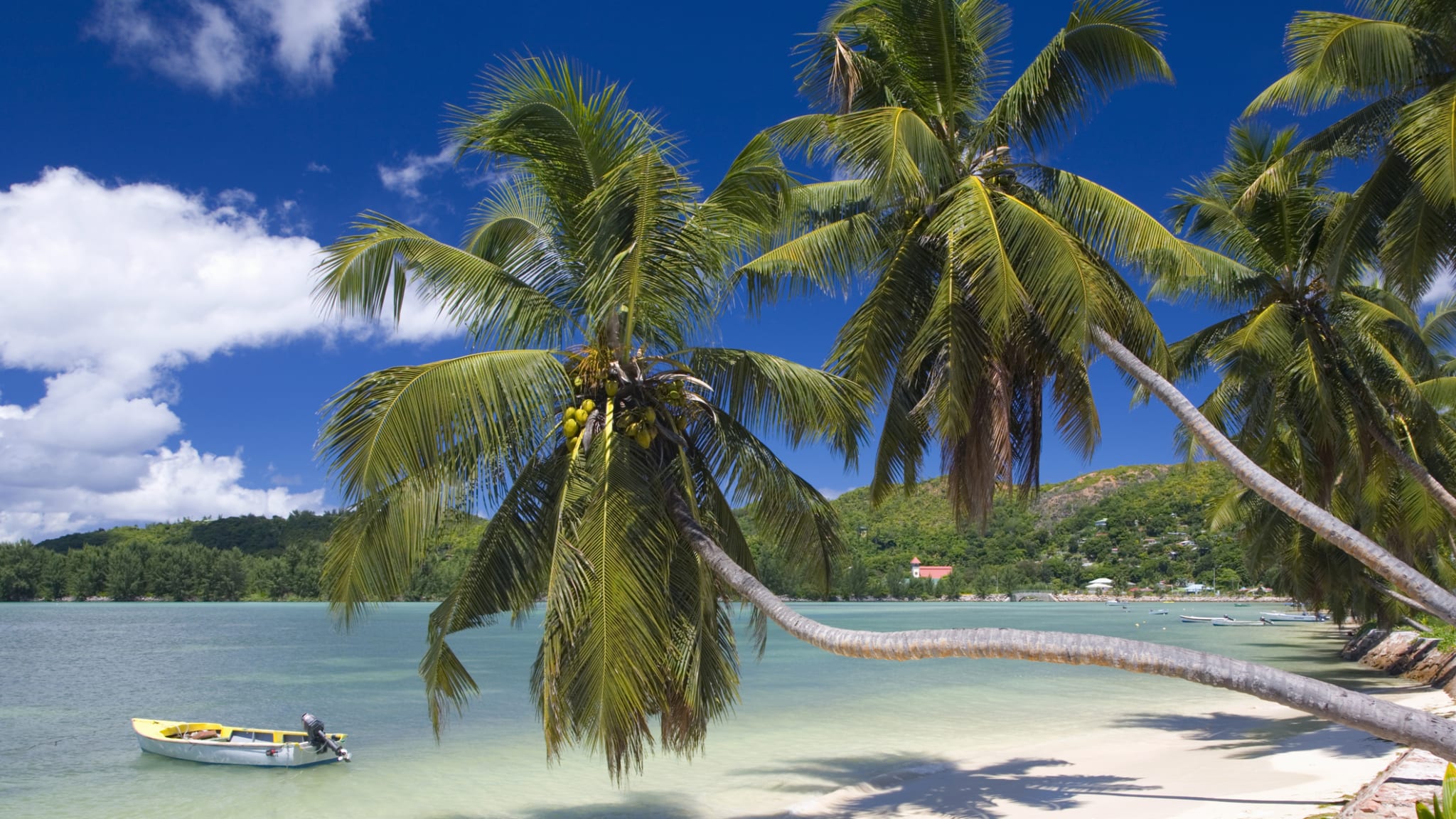 Palmen hängen über einem Strand und ein Boot liegt im Meer.