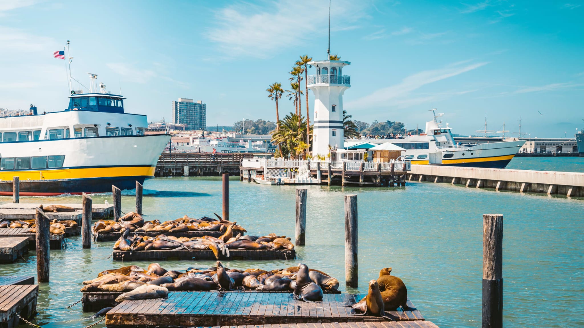 Einige Seelöwen die am Pier 39 in San Francisco liegen.