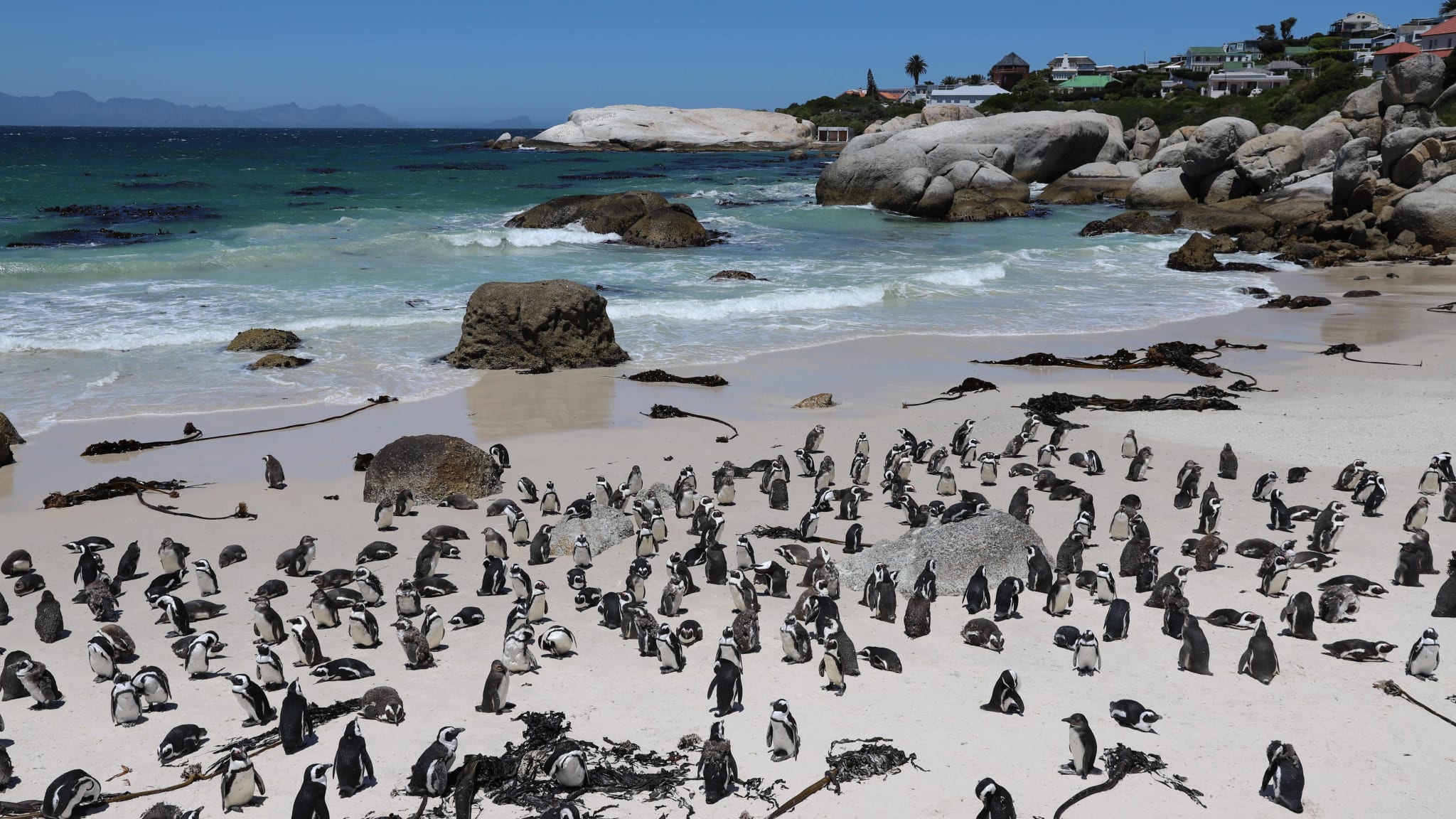 Pinguine watscheln am Strand.