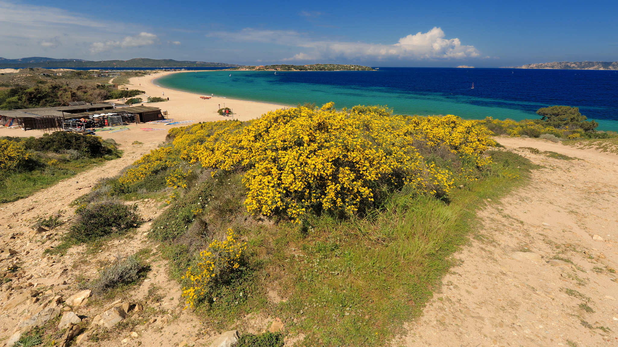 Ein Strand mit Blumen bewachsenen Dünen