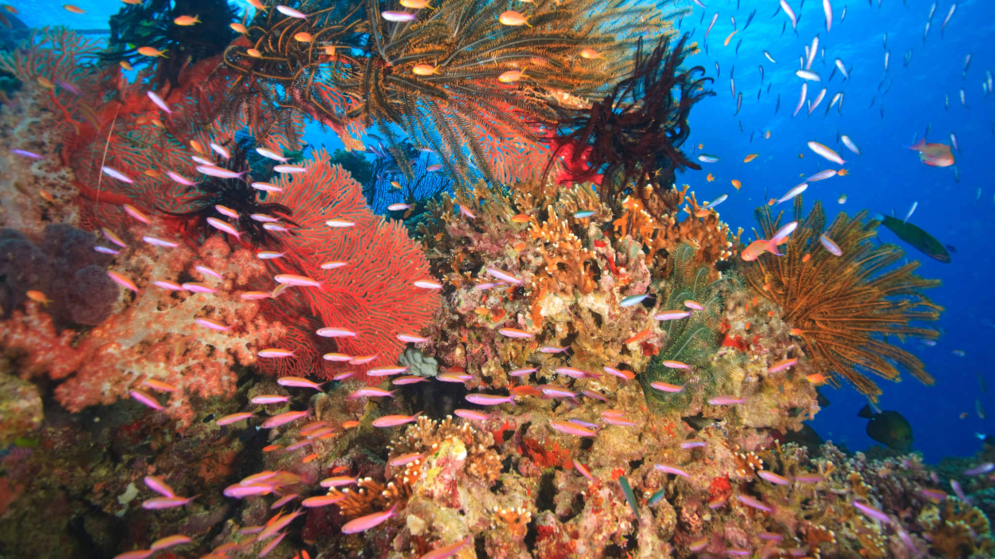 Ein Korallenriff mit bunten Fischen
