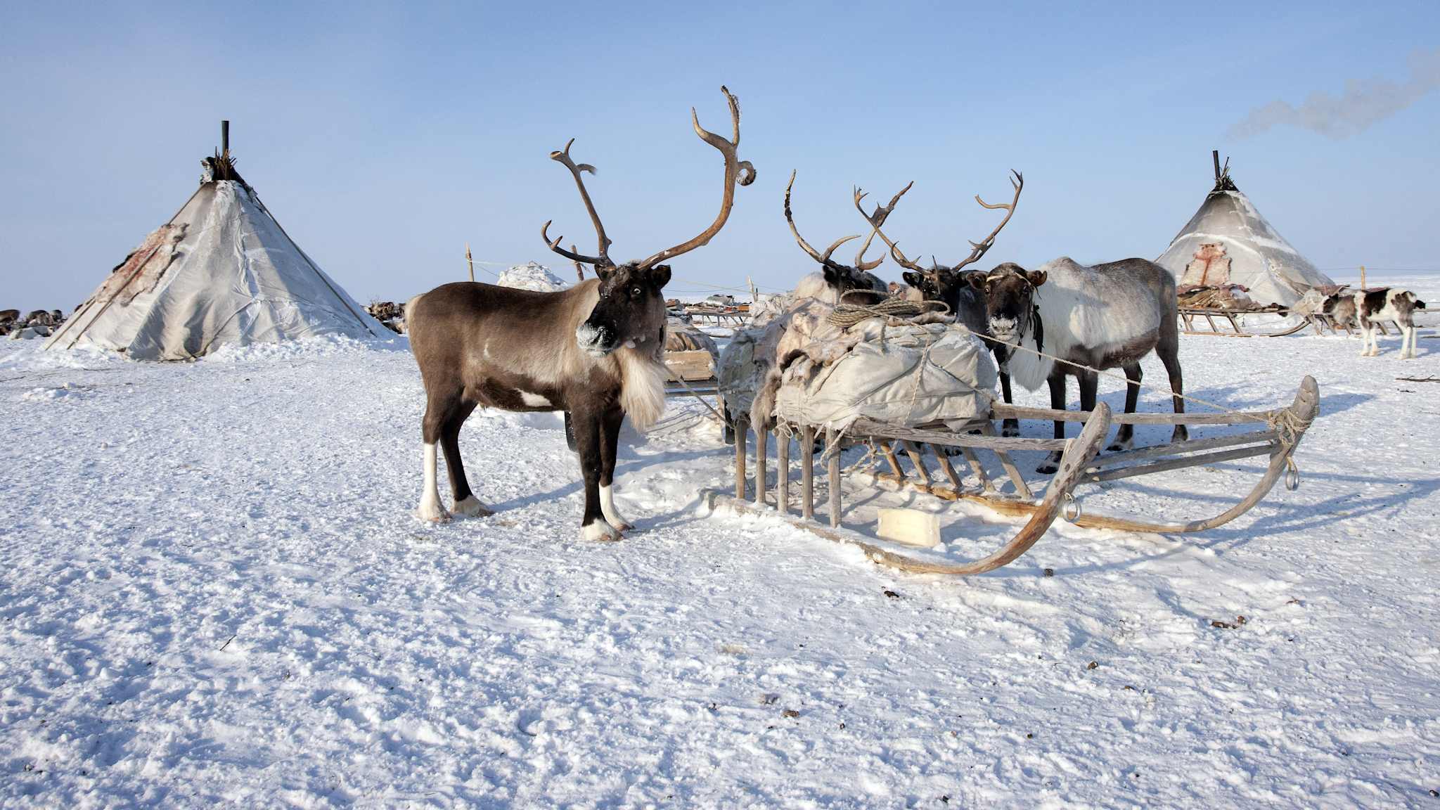 Lavvus und ein Renntierschlitten im Vordergrund