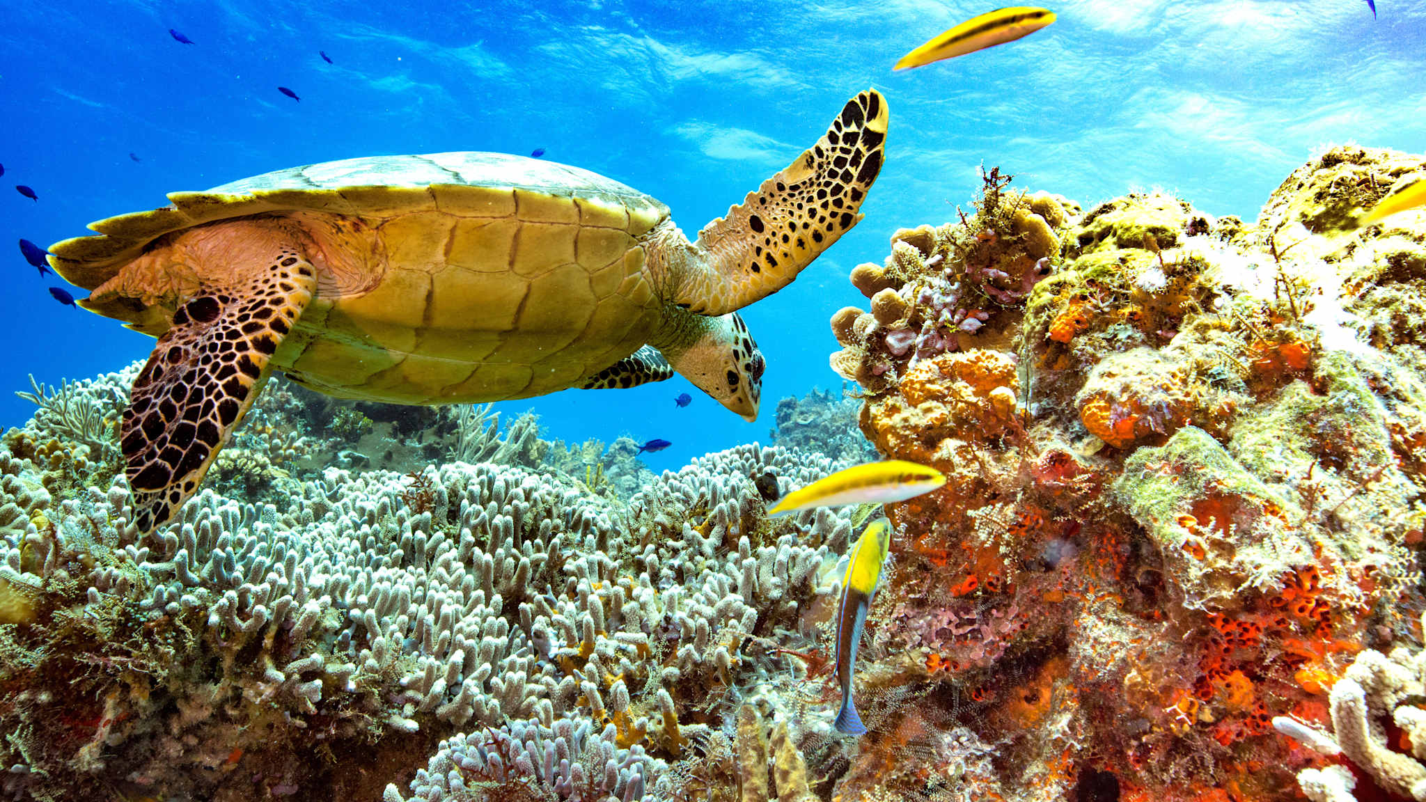 Eine Schildkröte und Fische schwimmen durch ein Korallenriff.