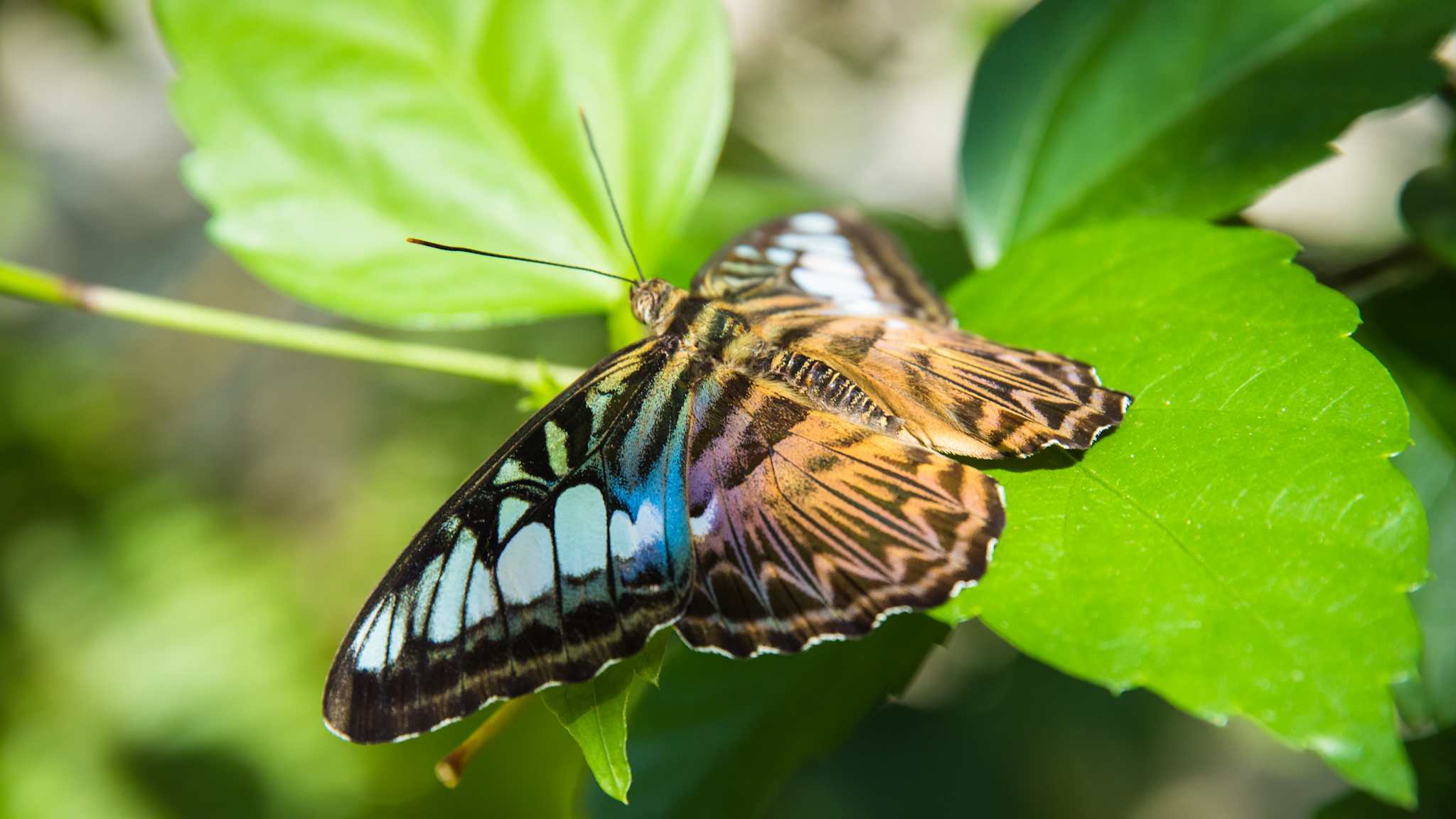 Ein Schmetterling sitzt auf einem Blatt.