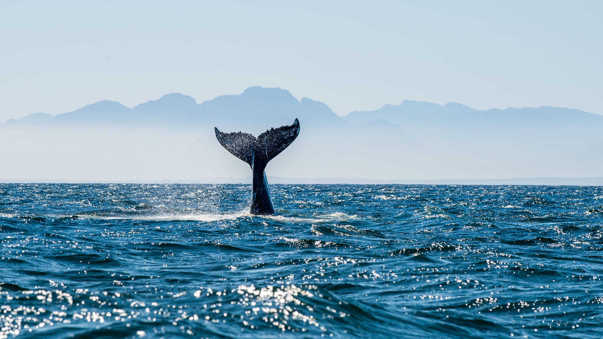 Schwanzflosse eines Buckelwals taucht aus dem Wasser auf © iStock.com/USO