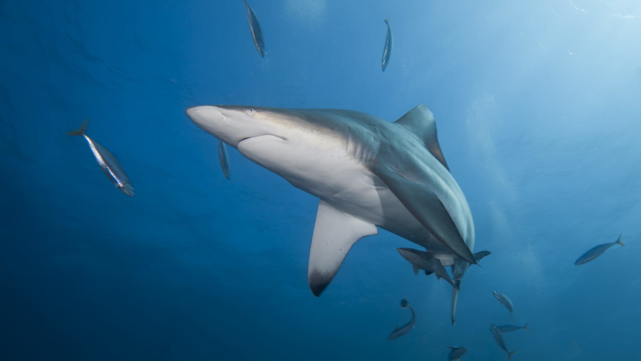 Ein Schwarzspitzenhai vor der Küste Südafrikas.