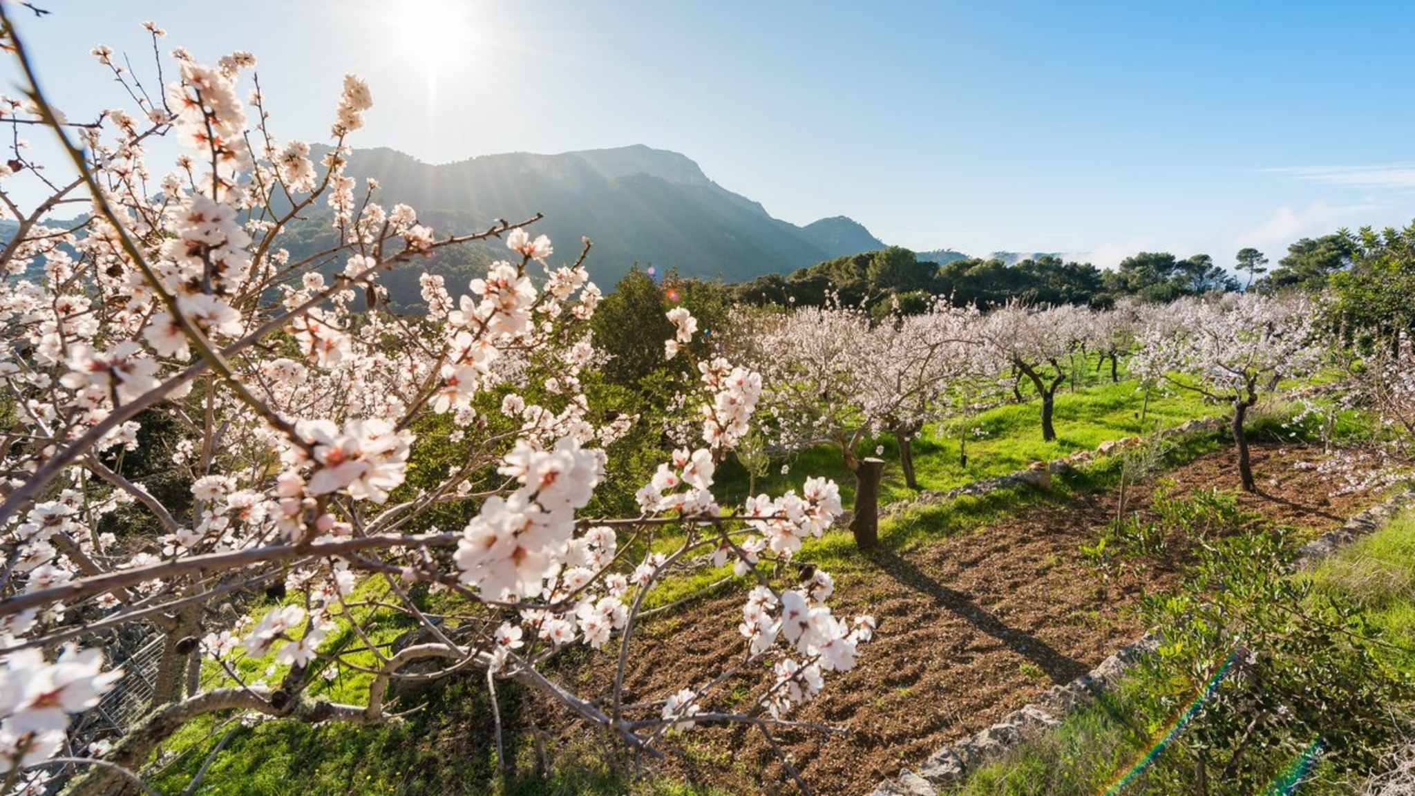 Auf Mallorca blühen und duften die Mandelbäume wieder. © iStock via Getty/Sebastian Adrover Camps