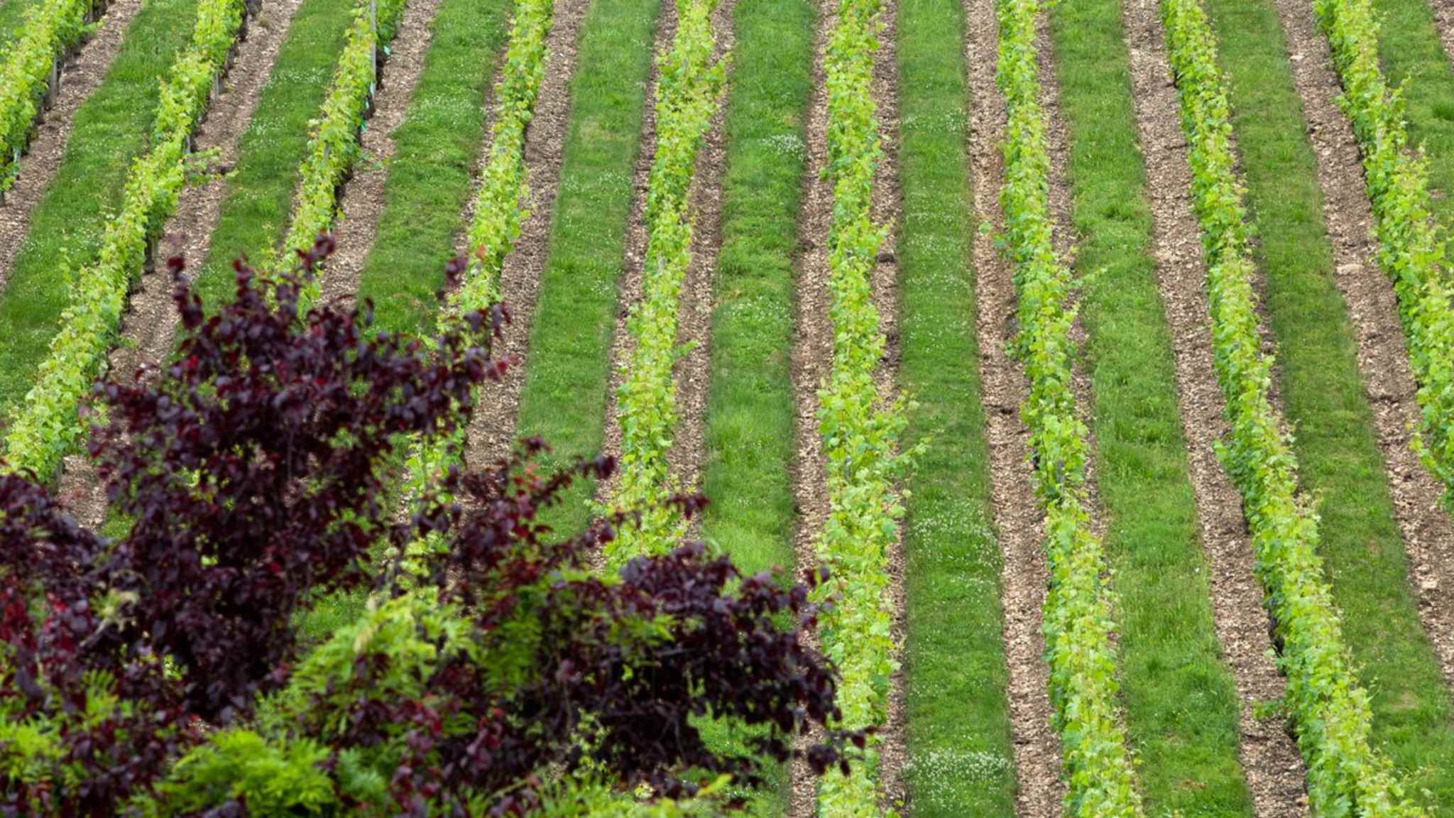 Das Loiretal ist eines der berühmtesten Weinanbaugebiete Frankreichs. © iStock via Getty/wjarek