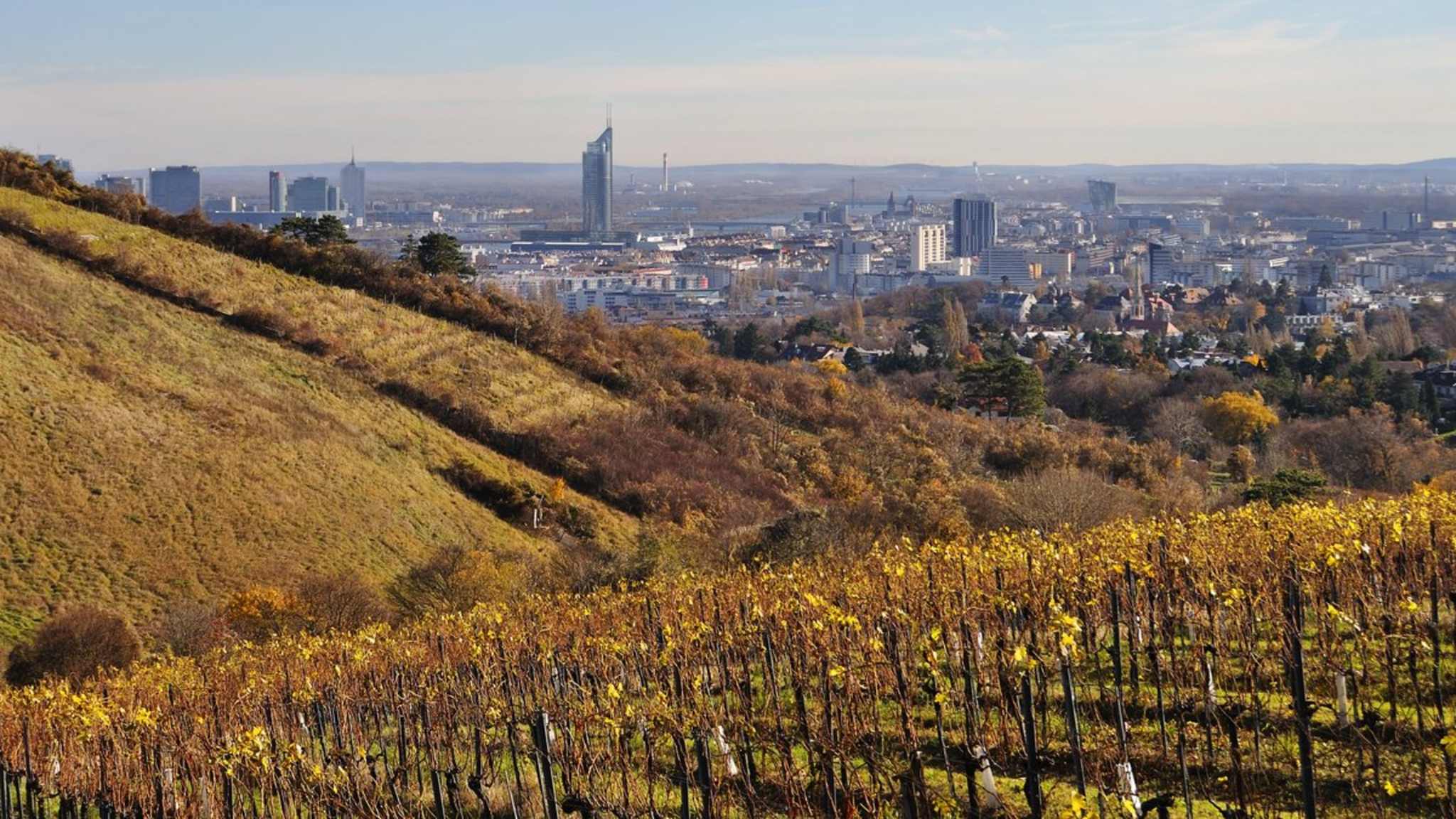 Auf Wiens Weinbergen bekommst Du ein spektakuläres Panorama der Stadt. © dinkaspell/iStock