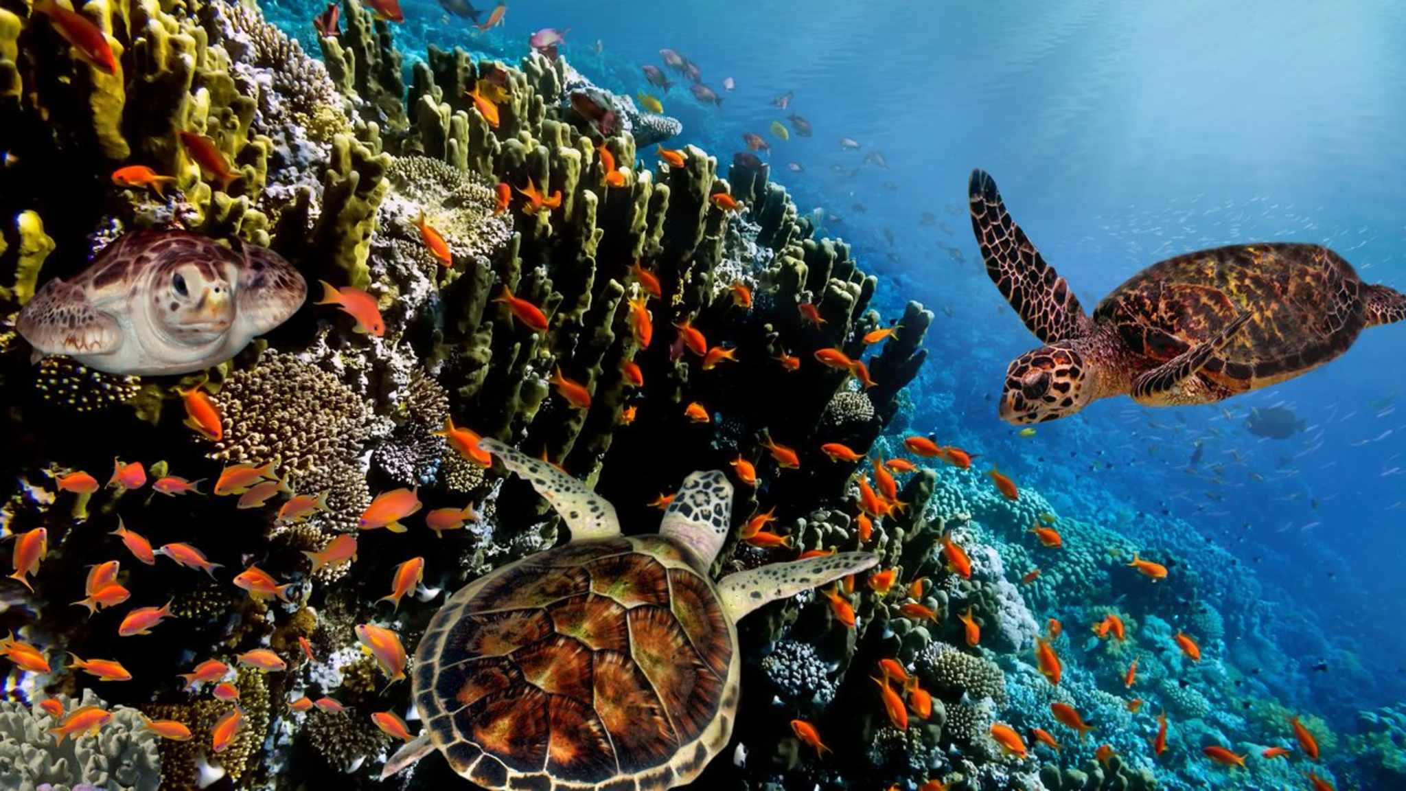 Über und unter dem Wasser herrscht auf den Galápagos-Inseln das blühende Leben – doch es ist bedroht. © vlad61/iStock