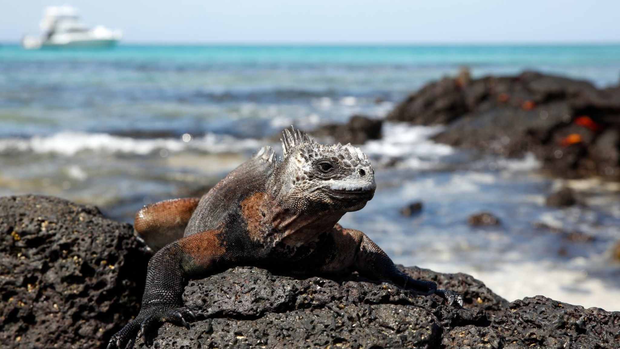 Auf den Galápagos-Inseln gibt es mehr endemische Tierarten als irgendwo sonst. © AndamanSE/iStock