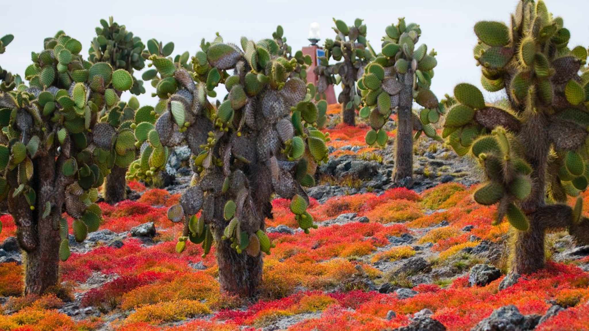 Sowohl die Farben- als auch die Artenvielfalt auf den Galápagos-Inseln ist riesig. © ANDREYGUDKOV/iStock