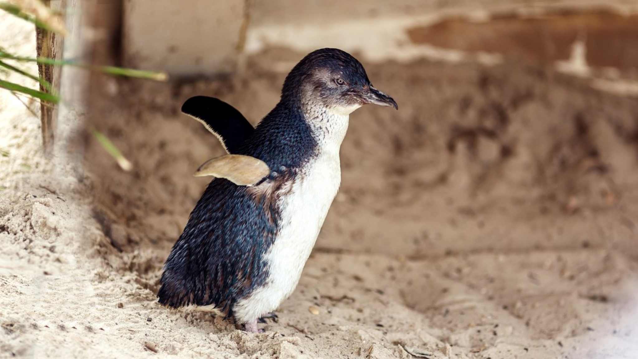 Zwergpinguine sind in Victoria heimisch. © duha127/iStock