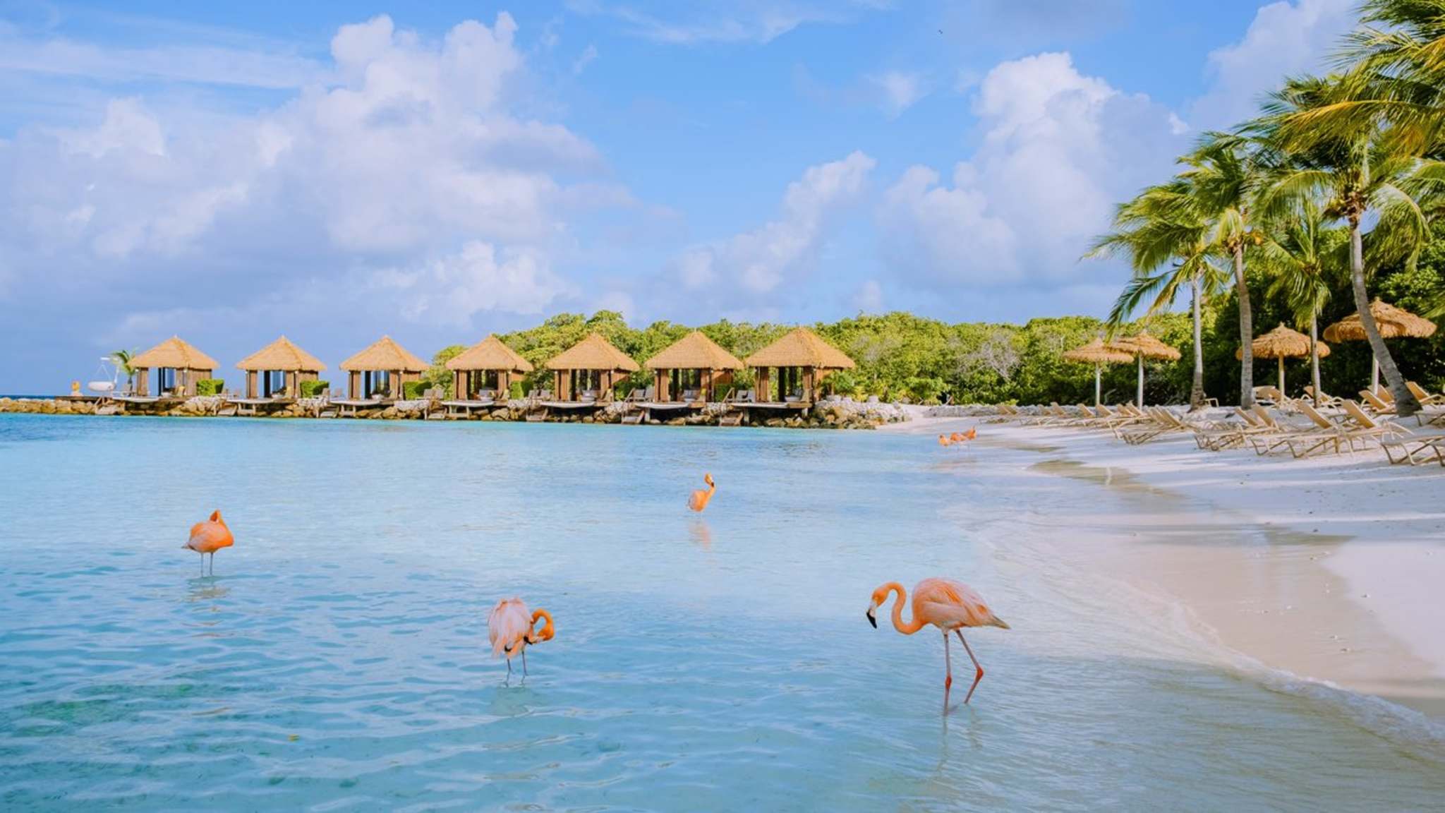 Auf allen drei Inseln kannst Du Flamingos begegnen. © fokkebok/iStock
