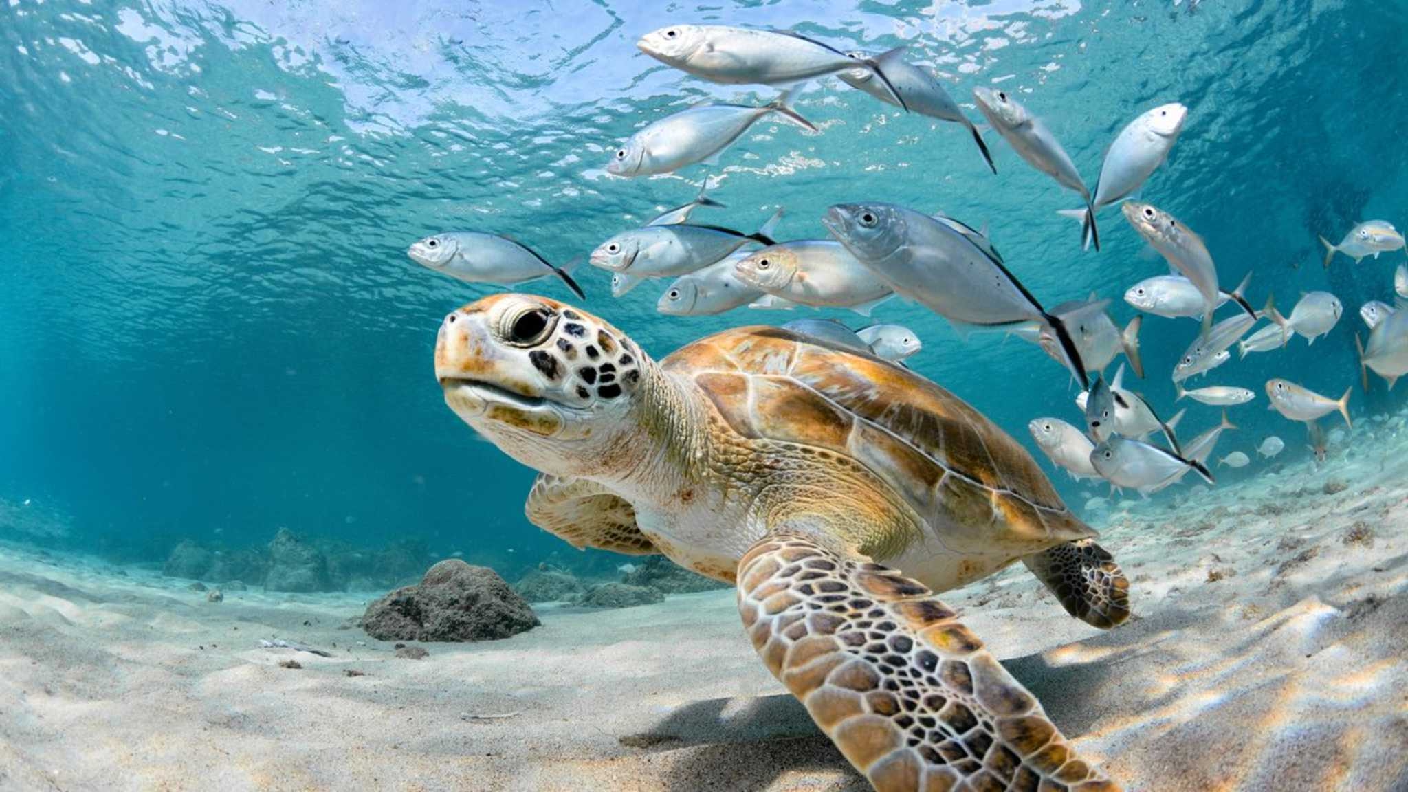 Die ABC-Inseln sind insbesondere für TaucherInnen ein Paradies. © LFPuntel/iStock