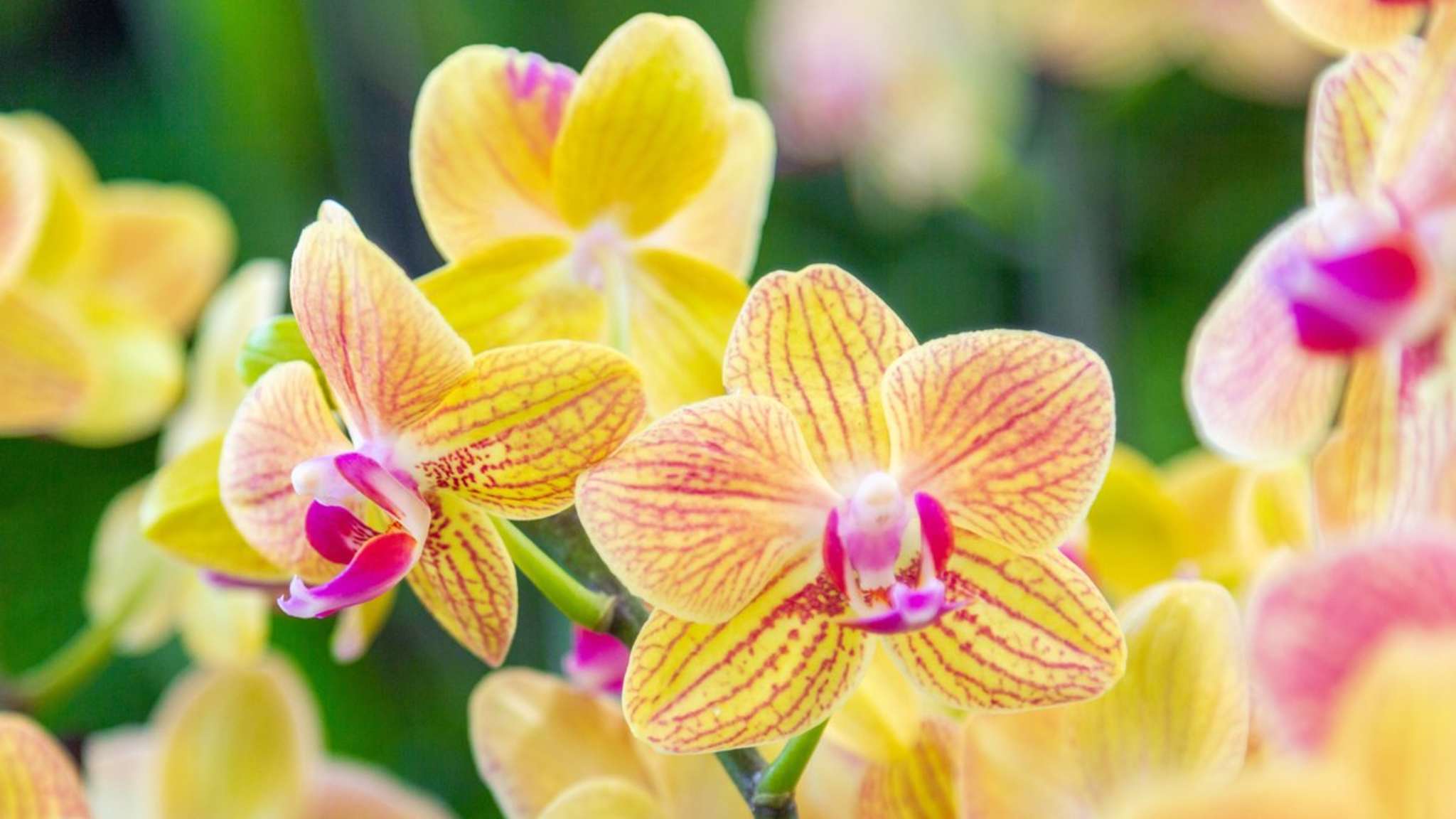 Zwischen April und Oktober finden deutschlandweit vier Landesgartenschauen statt. © istock/huettenhoelscher