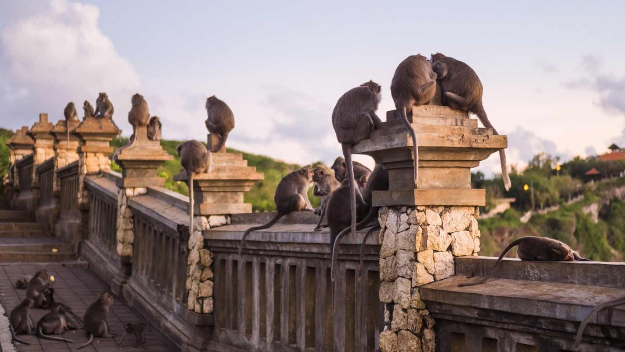 In der Hindustätte "Pura Luhur Uluwatu" leben viele Affen dauerhaft. © Shanti Hesse/shutterstock.com