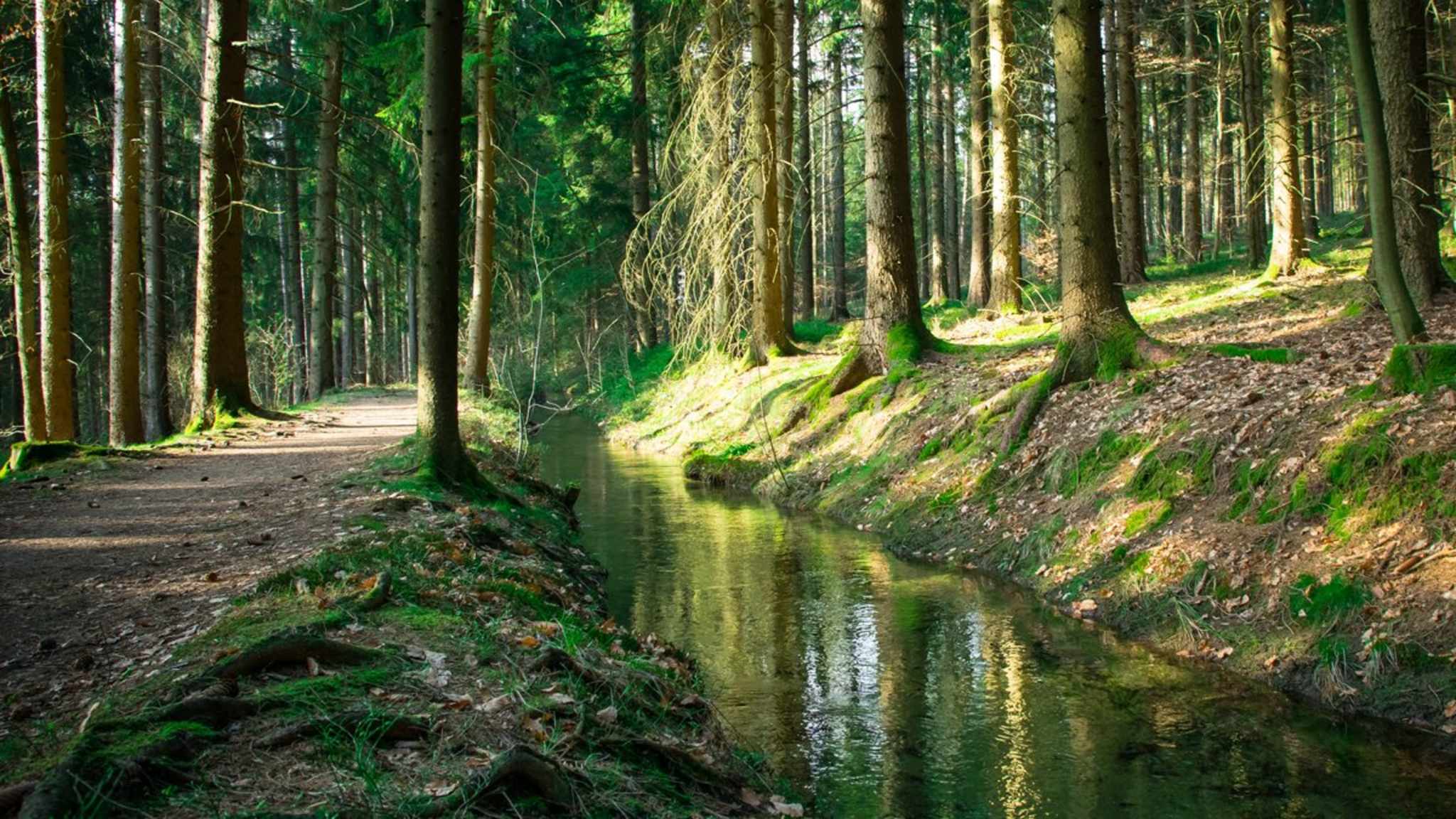 Im Bayerischen Wald kommt immer wieder auch ein Gefühl der Mystik auf. © iStock via Getty/CHRiiZ.com