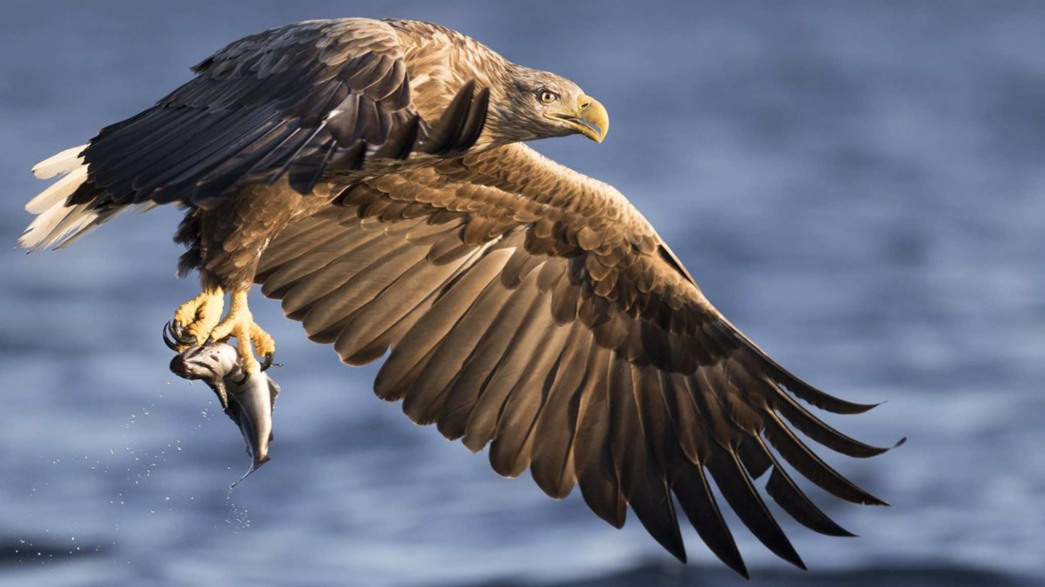 Wer Seeadler beim Fischen beobachten will, hat am Vandet See gute Chancen dazu. © Stig Lovas/shutterstock.com
