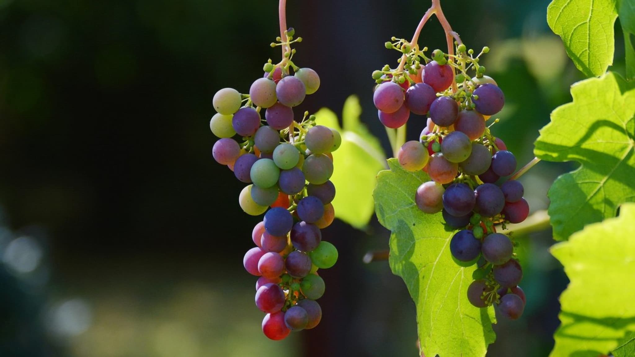 In den Weinbaugebieten Europas findet derzeit die Weinlese statt. © congerdesign/pixabay.com