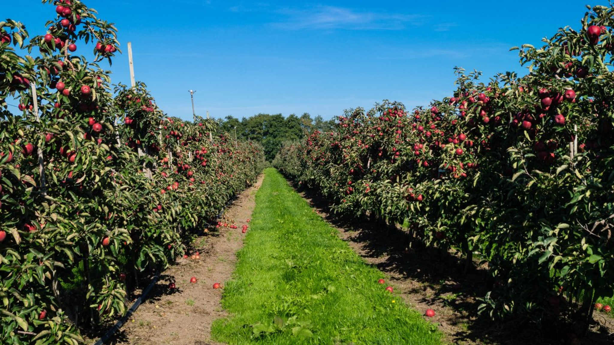 Im Alten Land findest Du im Herbst jede Menge Äpfel. © Steidi/Shutterstock.com