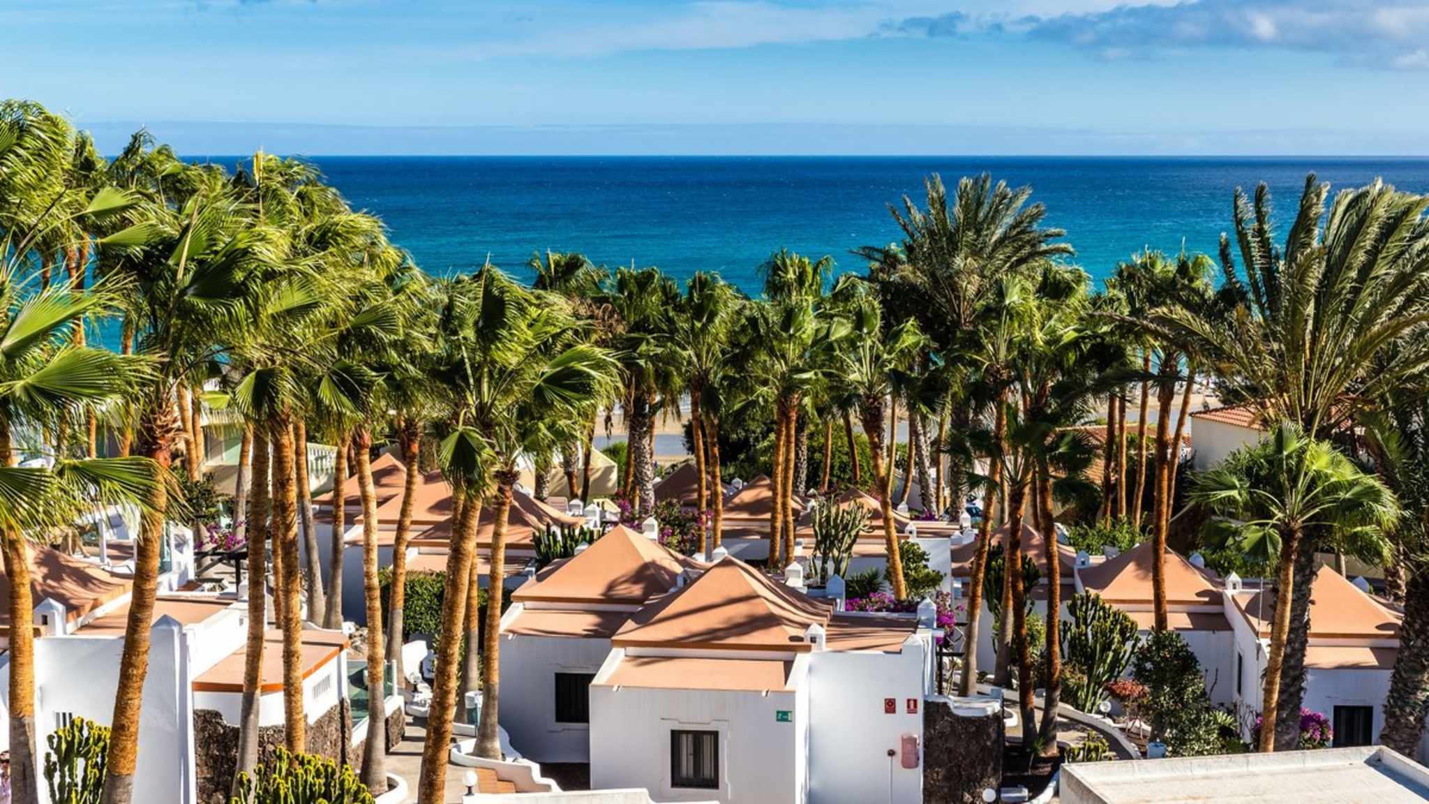 Palmen in der Meeresbrise: Auf Fuerteventura findest Du immer sommerliche Bedingungen.  © ZM_Photo/Shutterstock.com