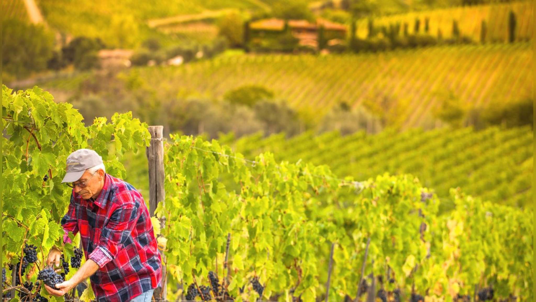 Im Herbst und während der Weinlese ist es in der Toskana besonders atmosphärisch. © fotoluk1983/iStock