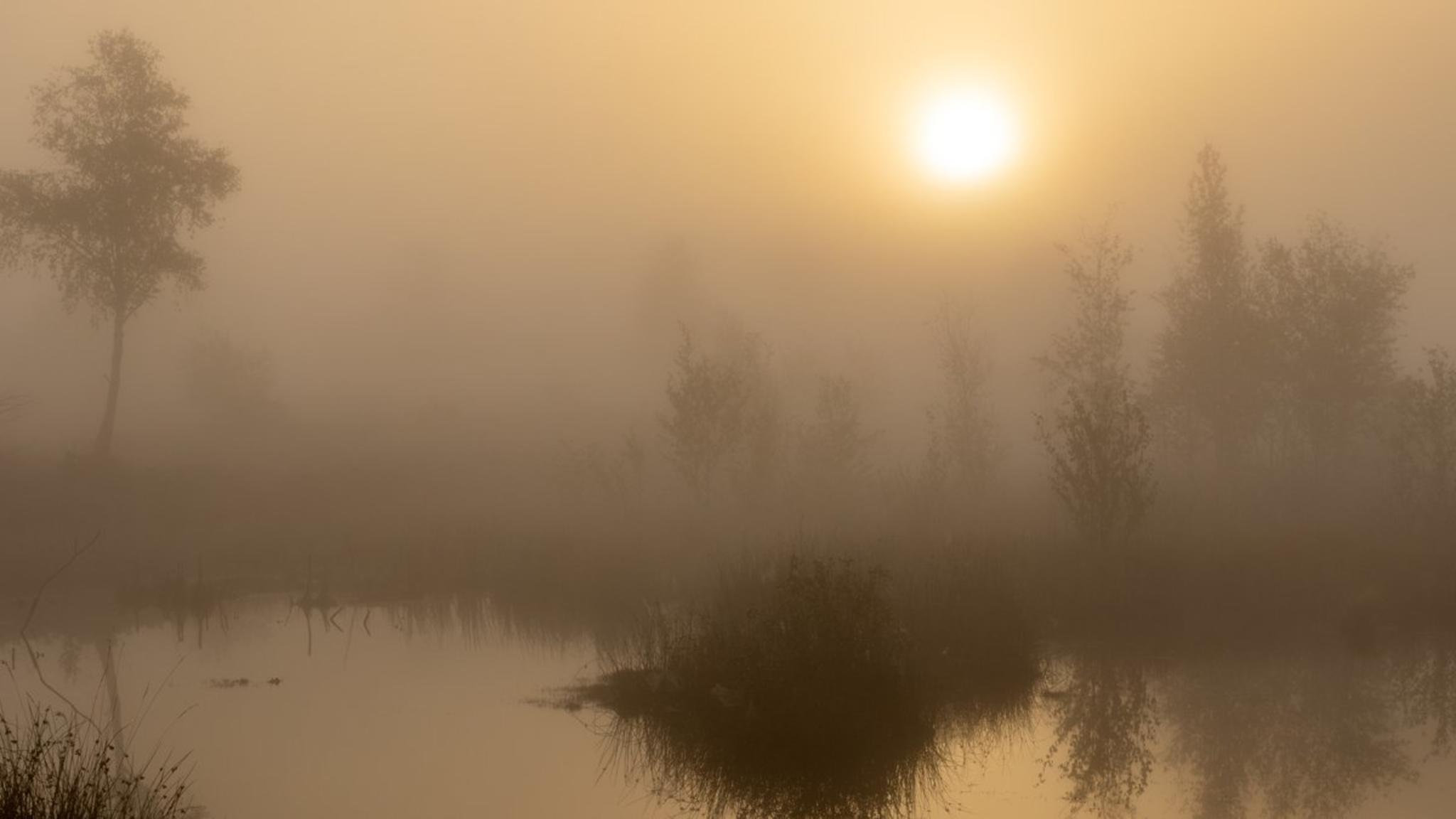 Moorwanderungen versprechen eine einzigartige Atmosphäre. © iStock via Getty/Nemo1963