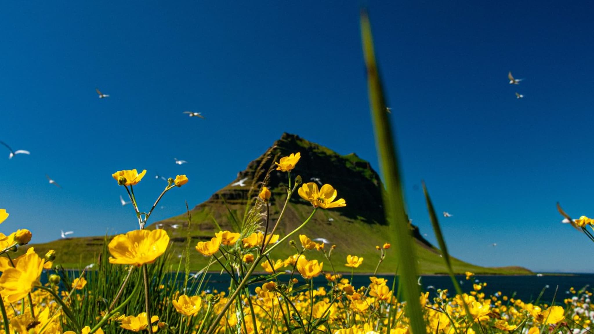 In Island ist es auch im Hochsommer angenehm mild. © Palmi Gudmundsson/iStock via Getty Images