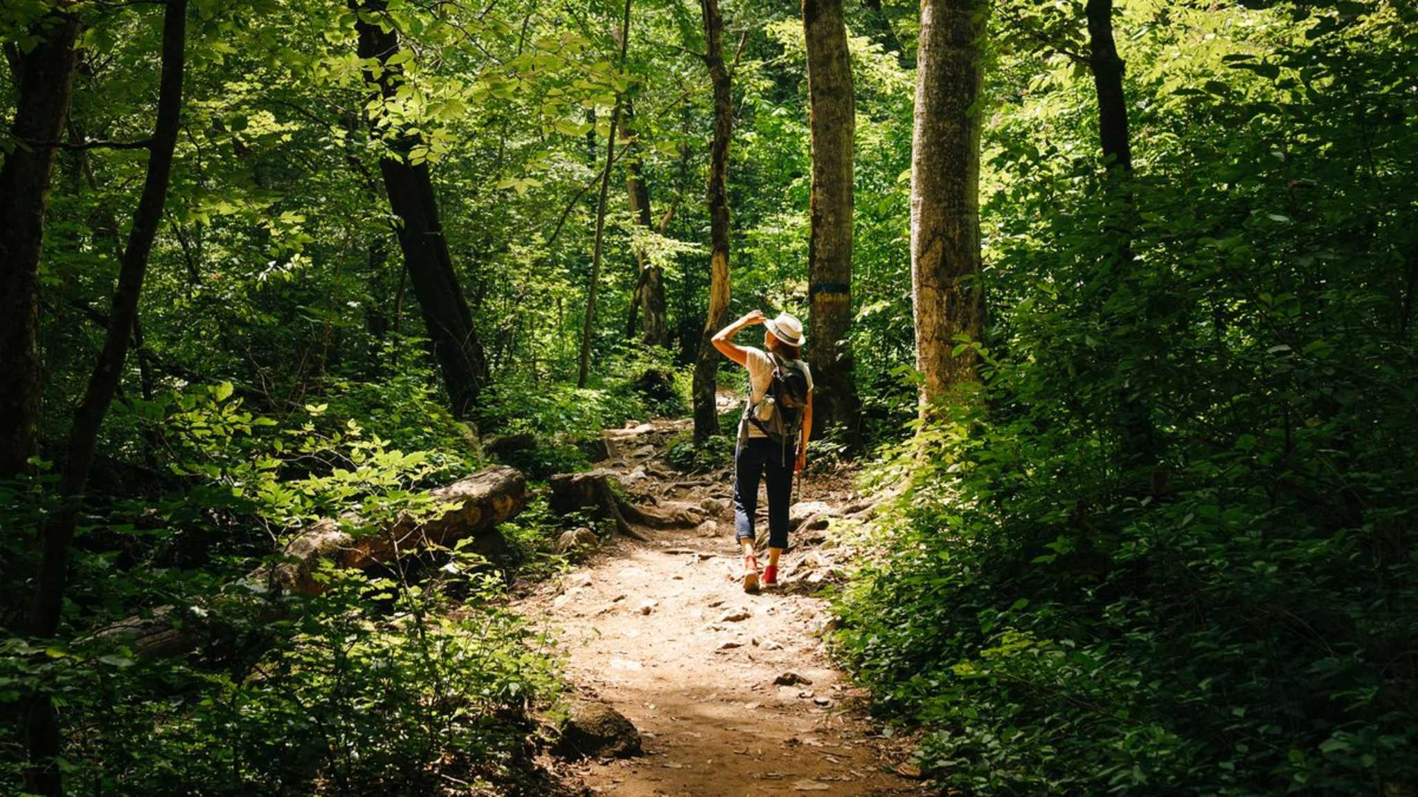 Zwischen Frühjahr und Sommer und stehen Wälder voll im Leben. © Dmitry Galaganov/Shutterstock.com