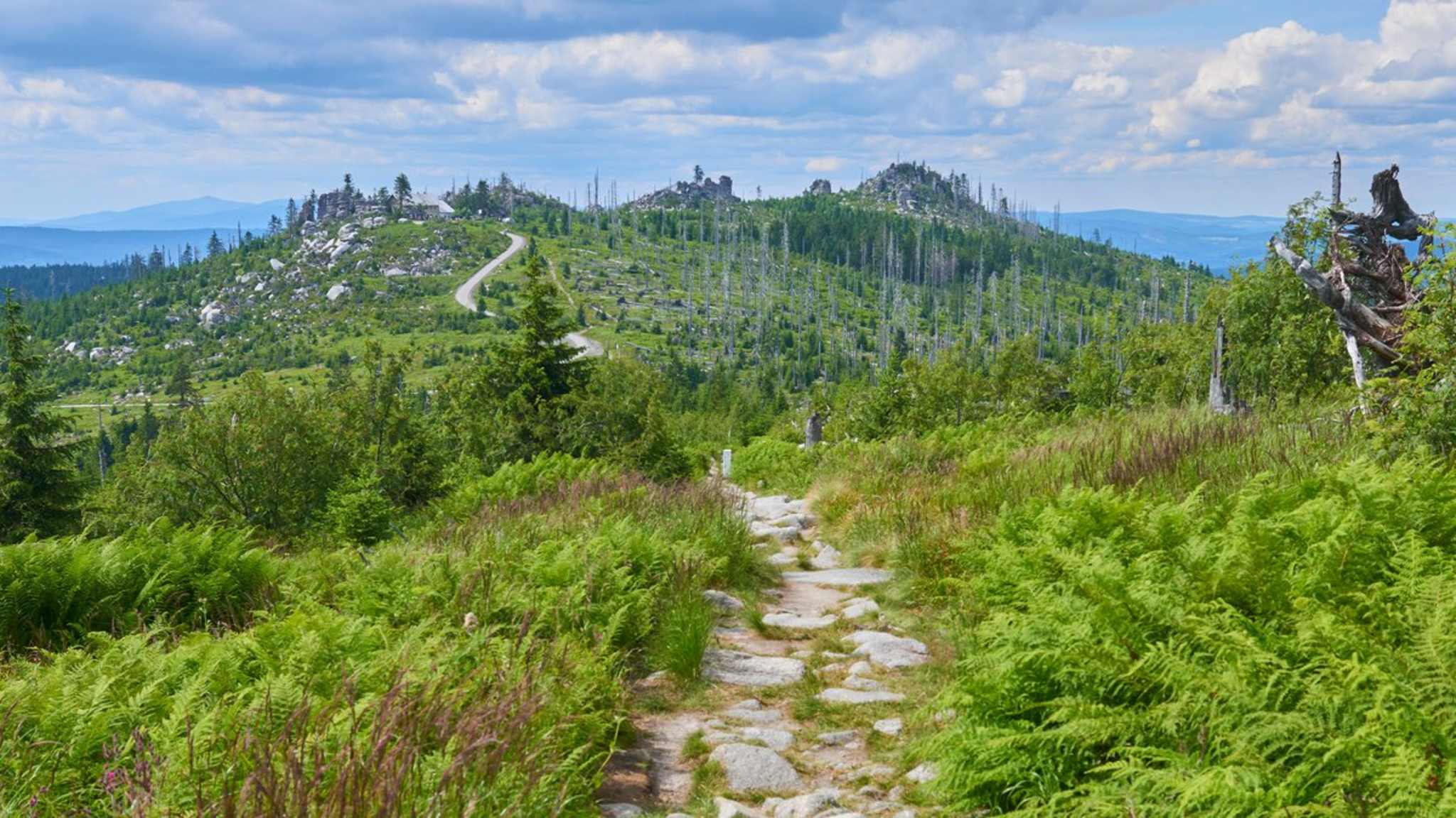 Der Bayerische Wald erstreckt sich über eine riesige Fläche. © Petr Bonek/Shutterstock.com