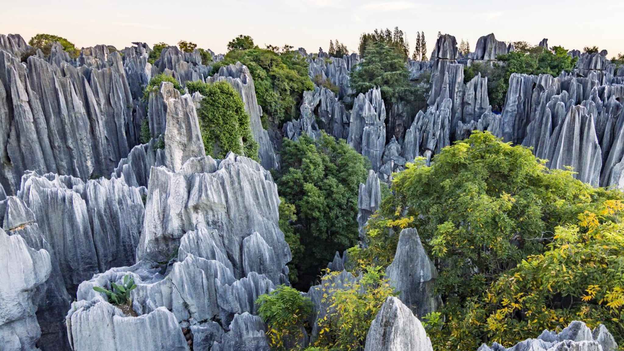 In China zählt der \"Steinwald\" zu den meistbesuchten Naturattraktionen. © Andrii Lutsyk/Shutterstock.com