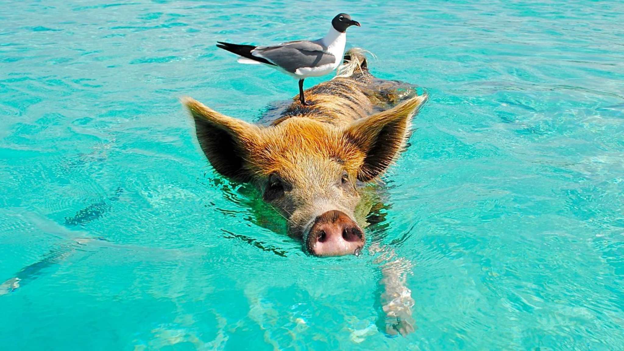 Auf einer Insel in den Bahamas leben ausschließlich Schweine. © Lisa Belle Larsen/Shutterstock.com