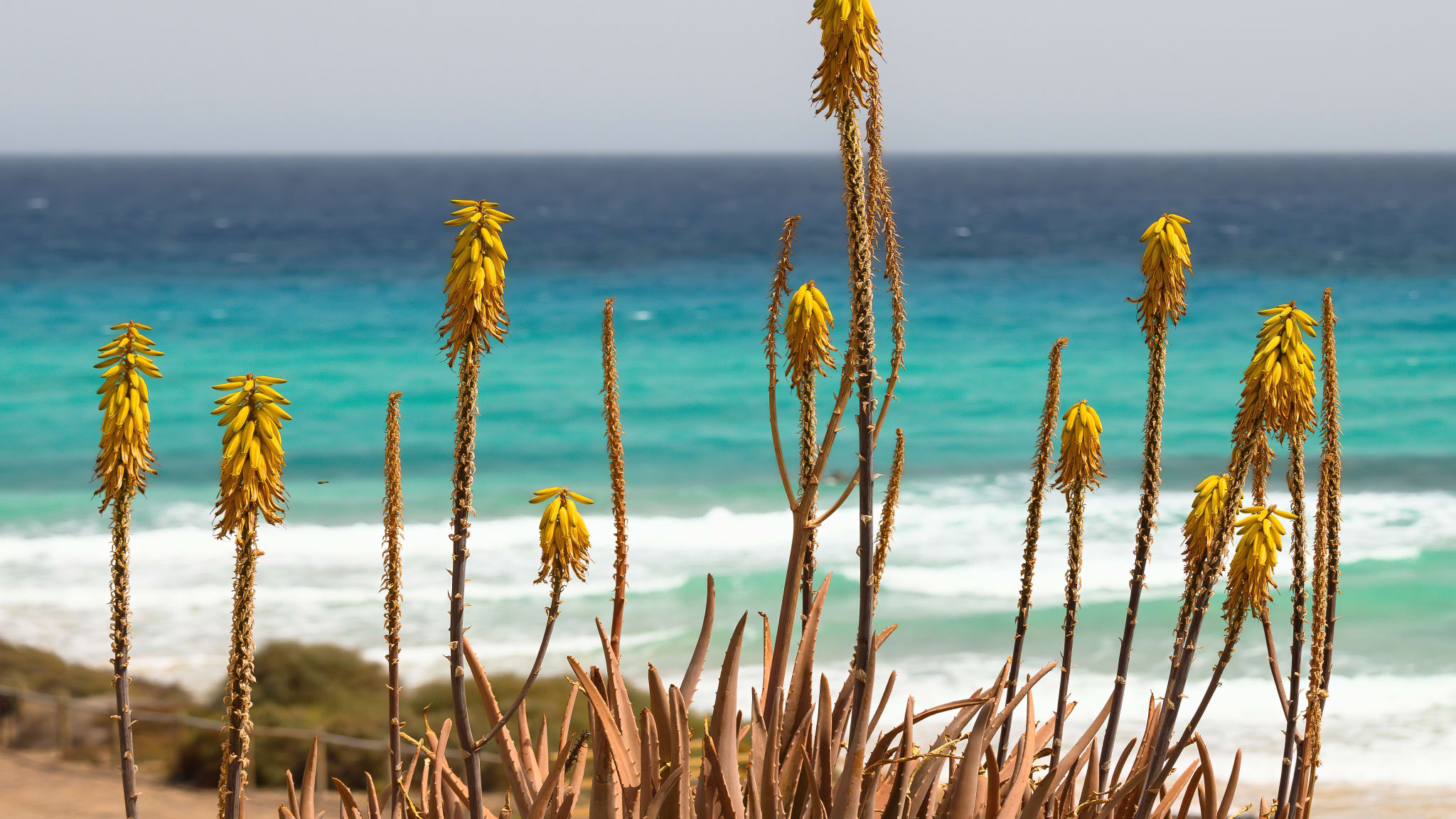 Auch am Strand von Fuerteventura wachsen Aloe vera-Pflanzen