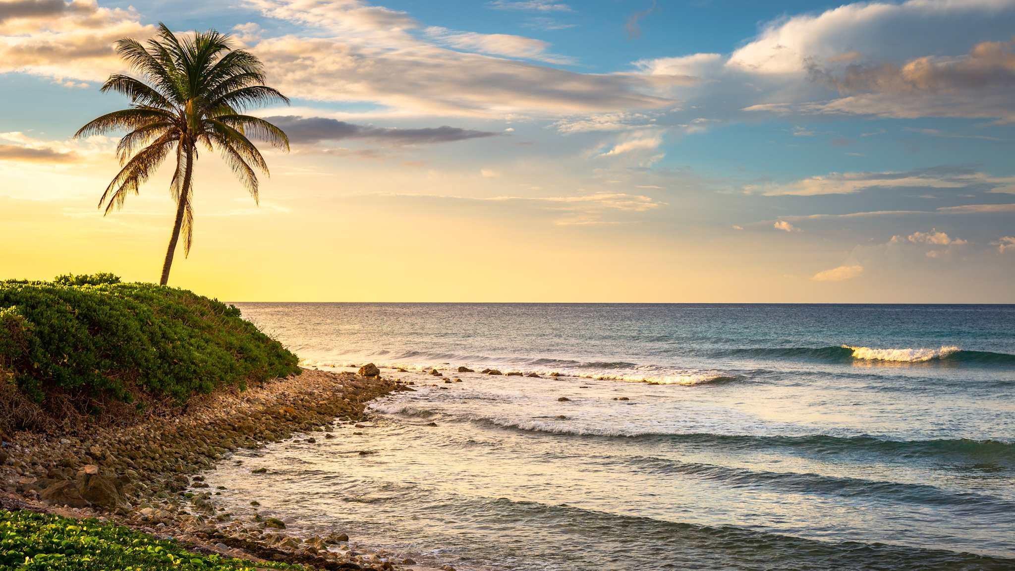 Ein Kieselstrand mit einer einzelnen Palme.