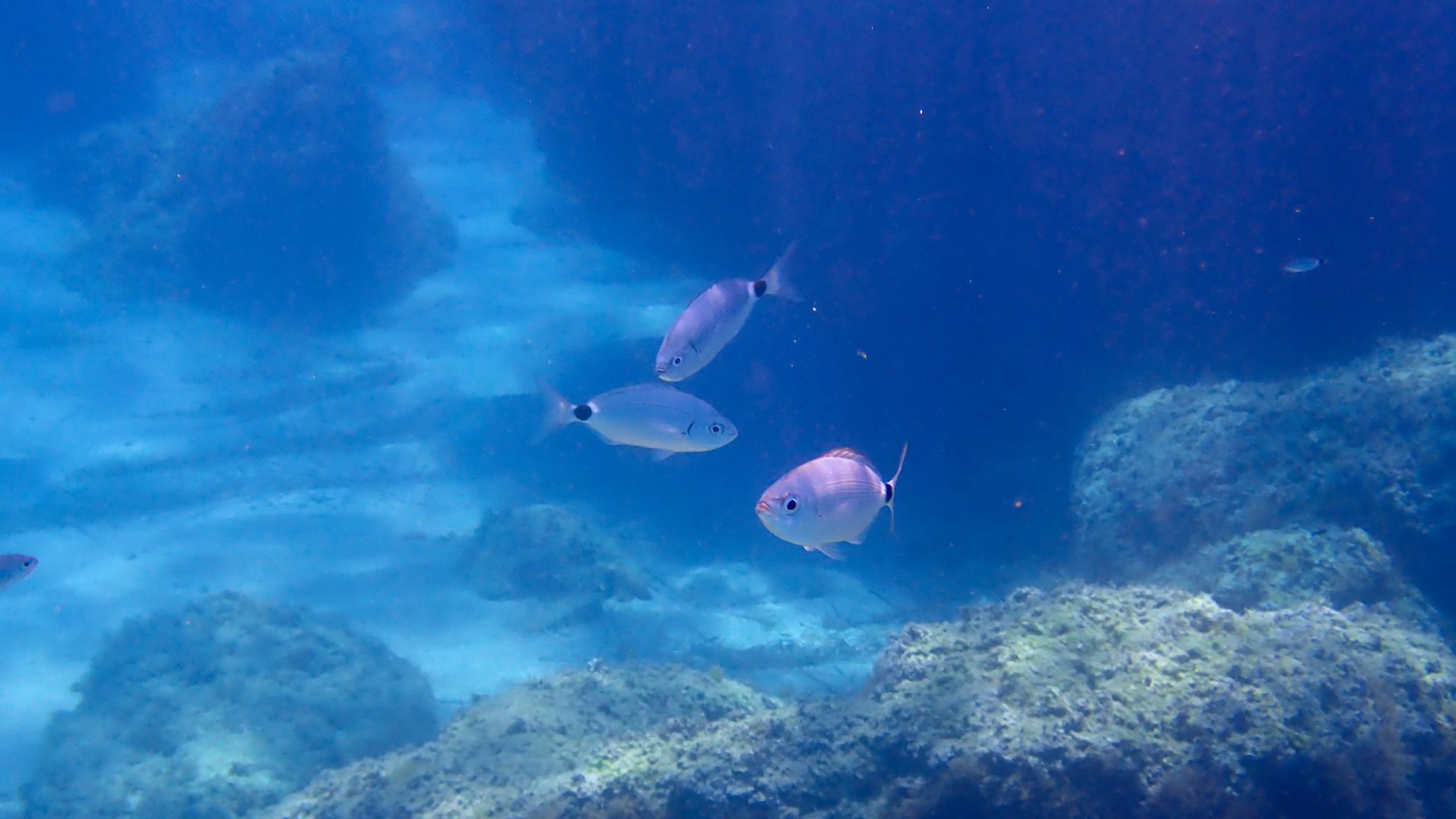 Drei kleine Fische Unterwasser