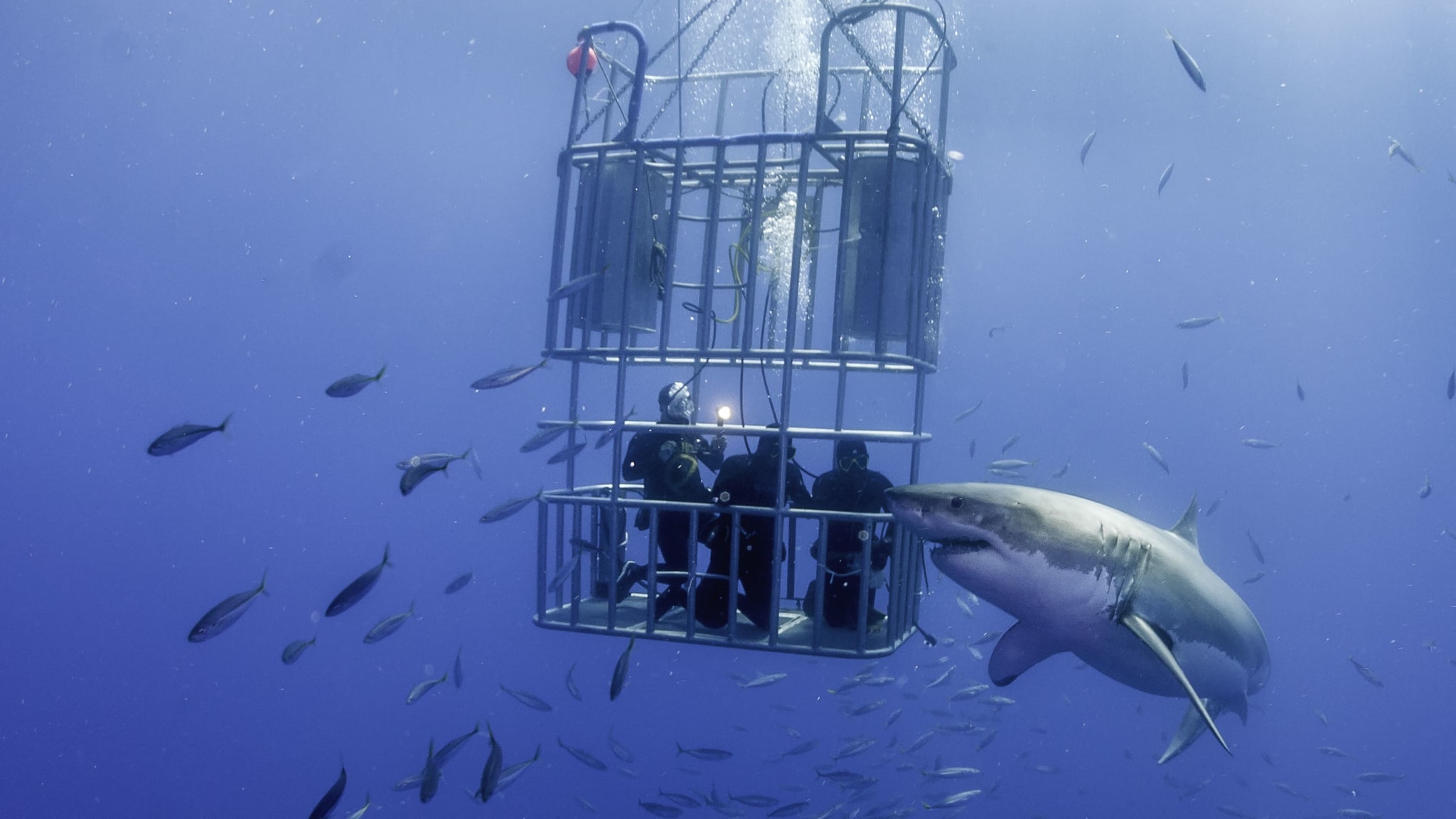 Eine Gruppe taucher in einem Käfig unter Wasser mit einem weißen Hai.